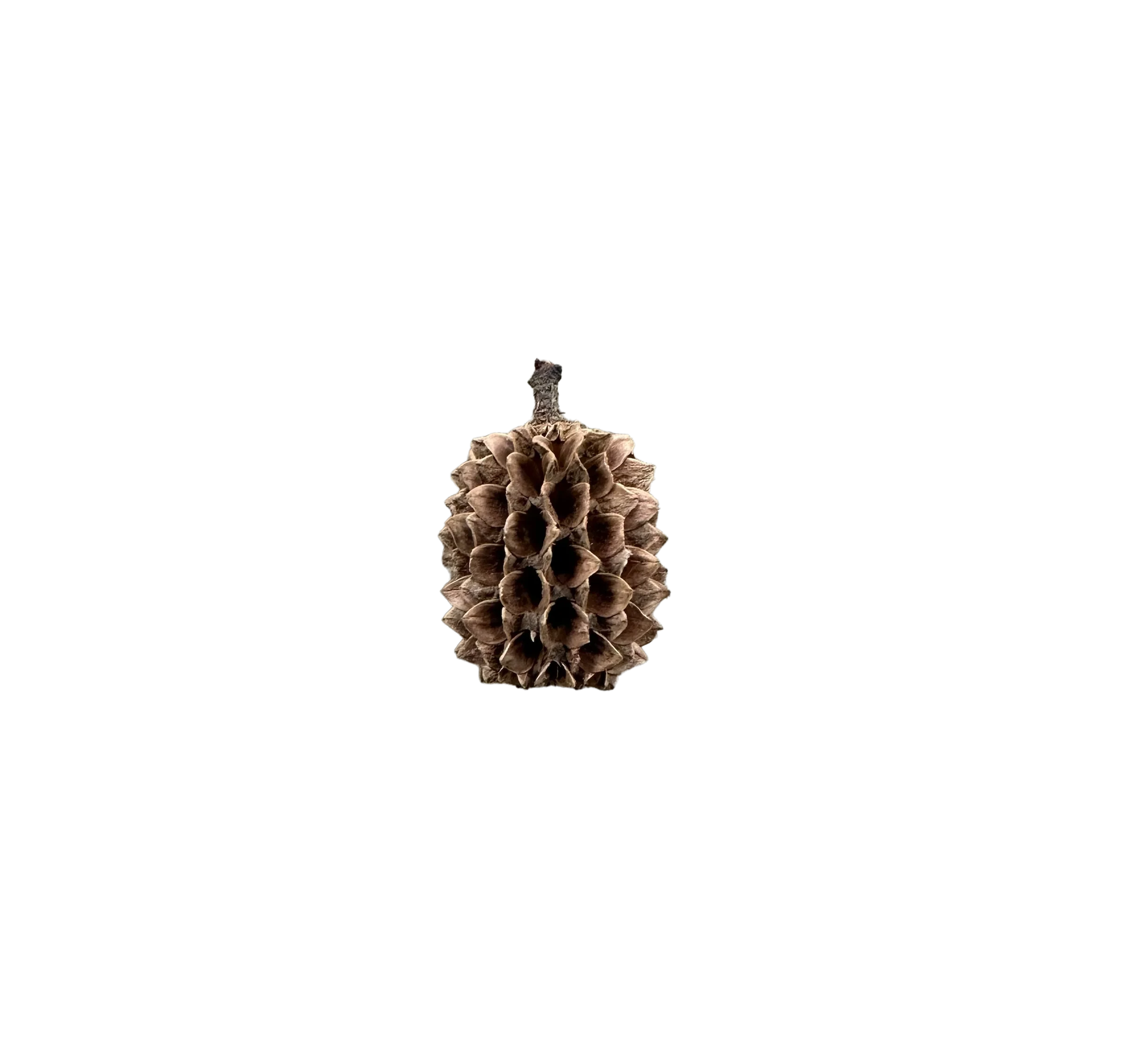 Casorina Pod