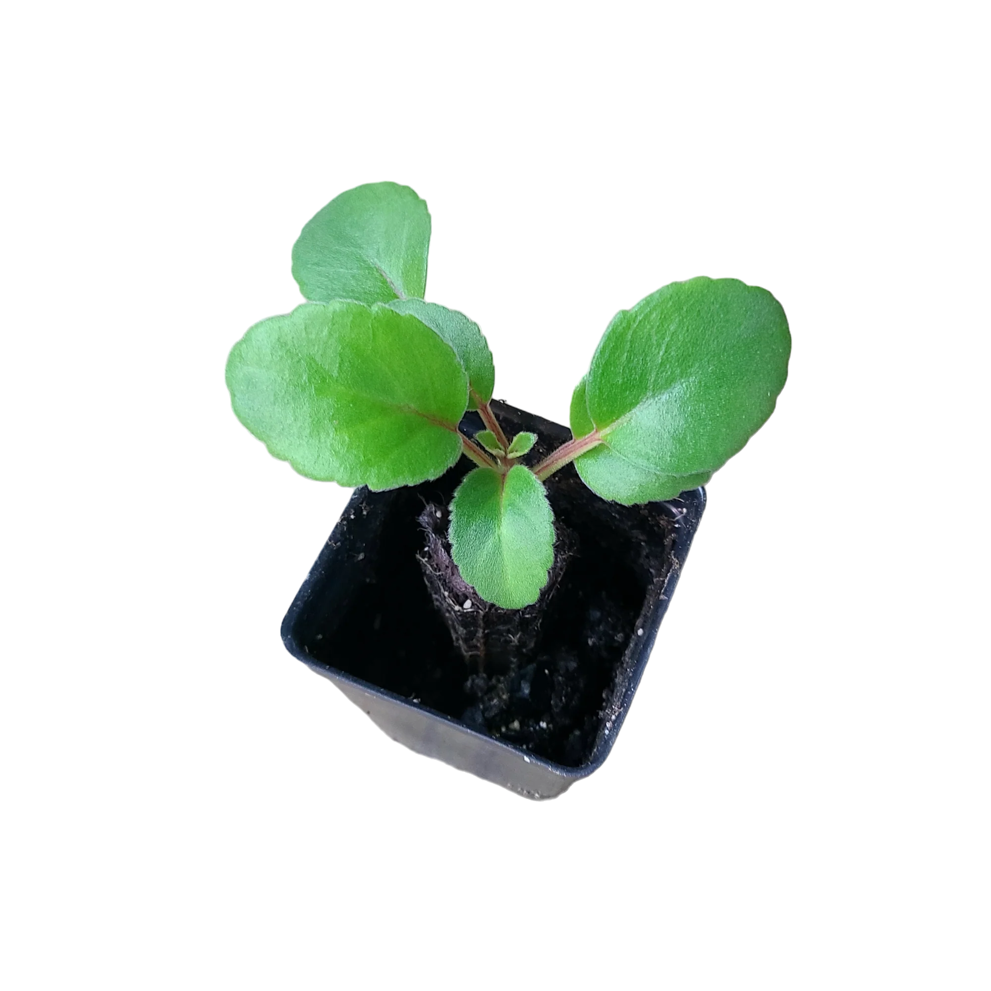 Alsobia dianthiflora