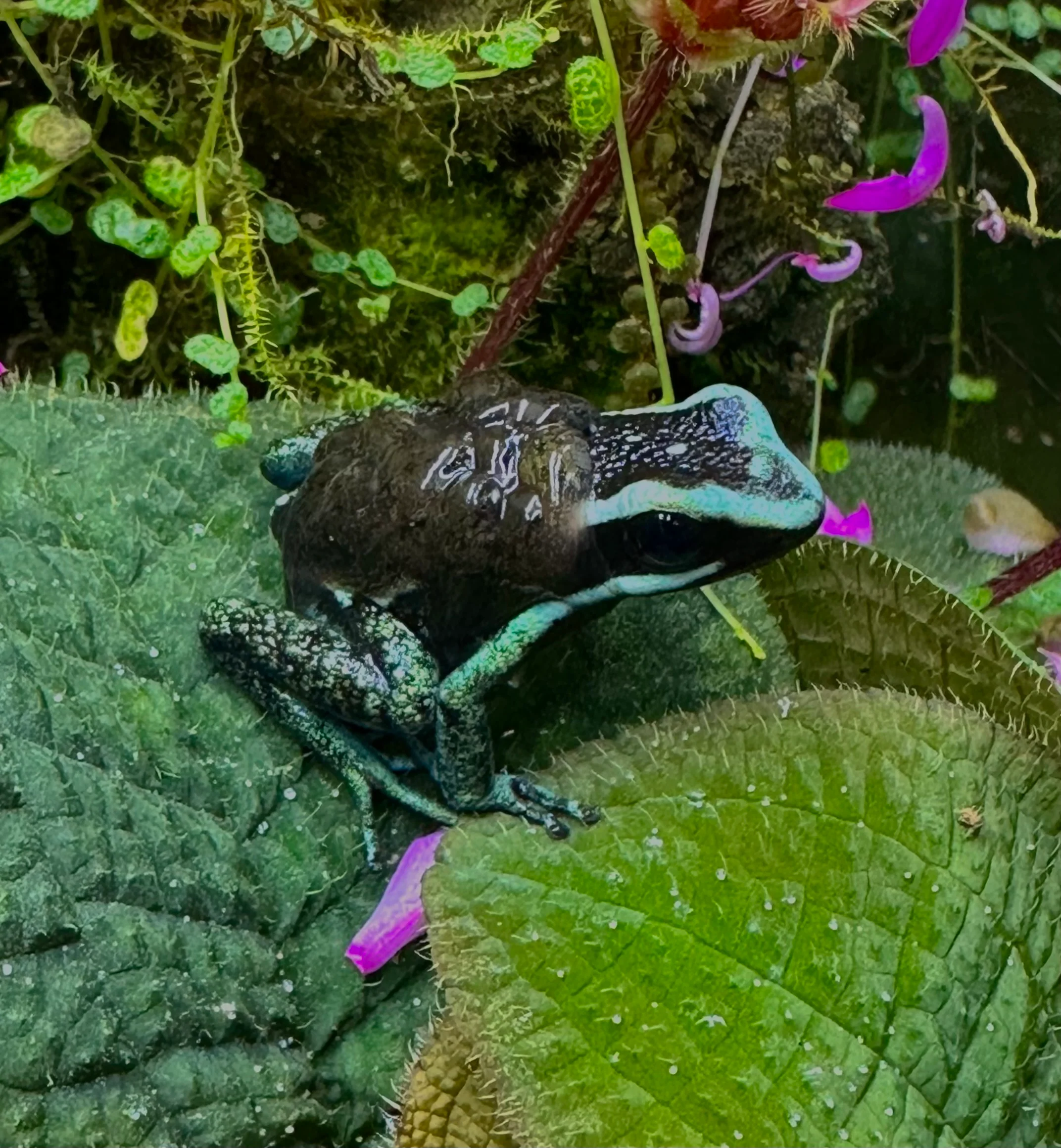 Ameerega bassleri "Chrome" Tadpole - Image 4