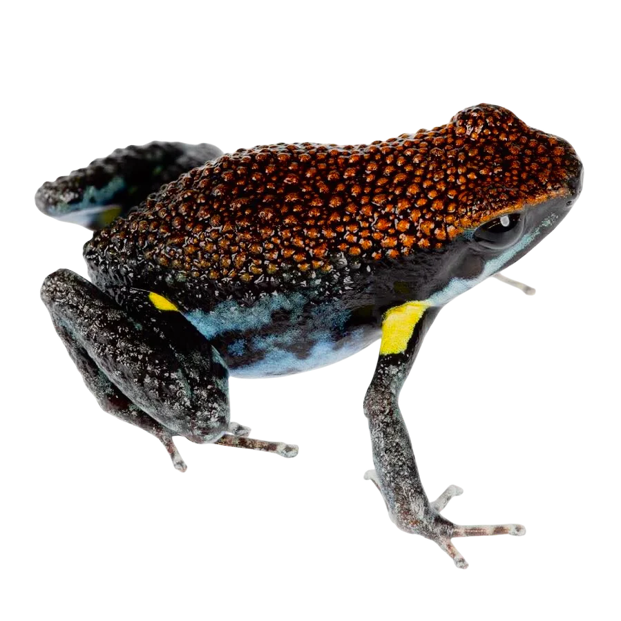 Ameerega biliguis “Columbia”