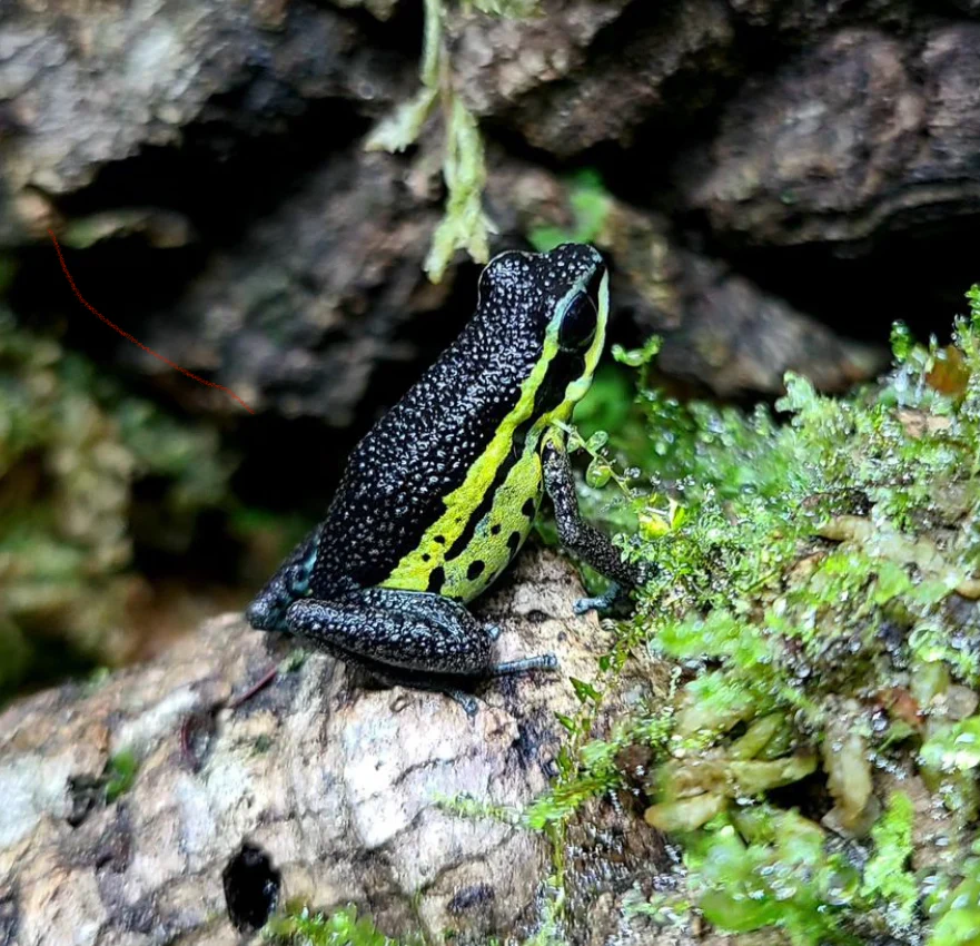 Ameerega pongoensis - Tadpole - Image 3