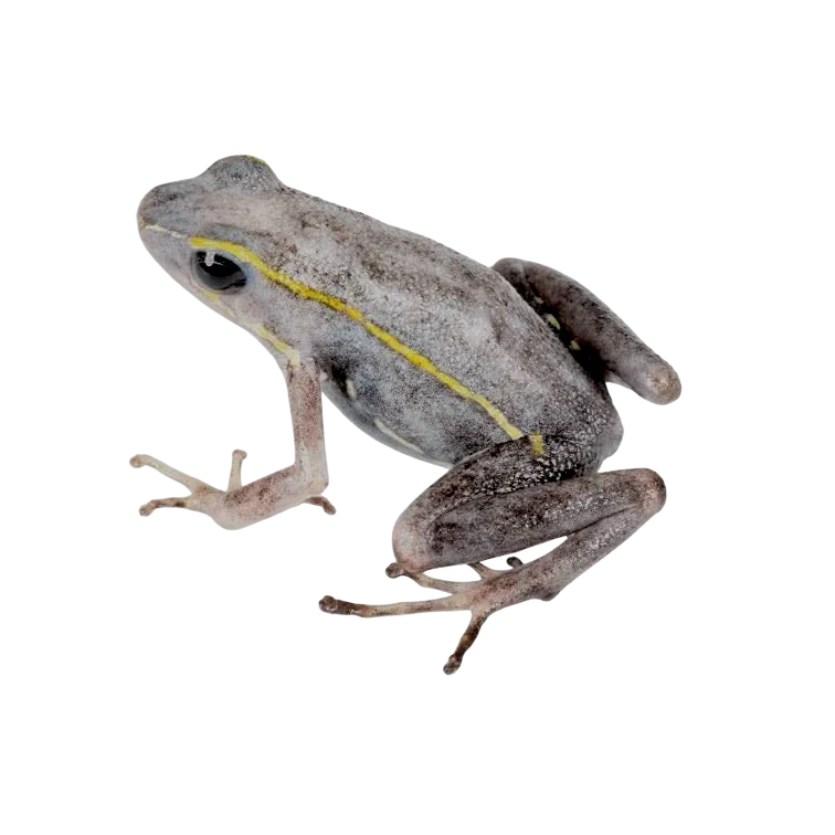 Ameerega trivittata “Green” Tadpole - Image 8