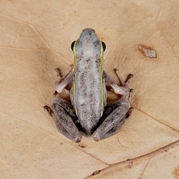 Ameerega trivittata “Green” Tadpole - Image 9