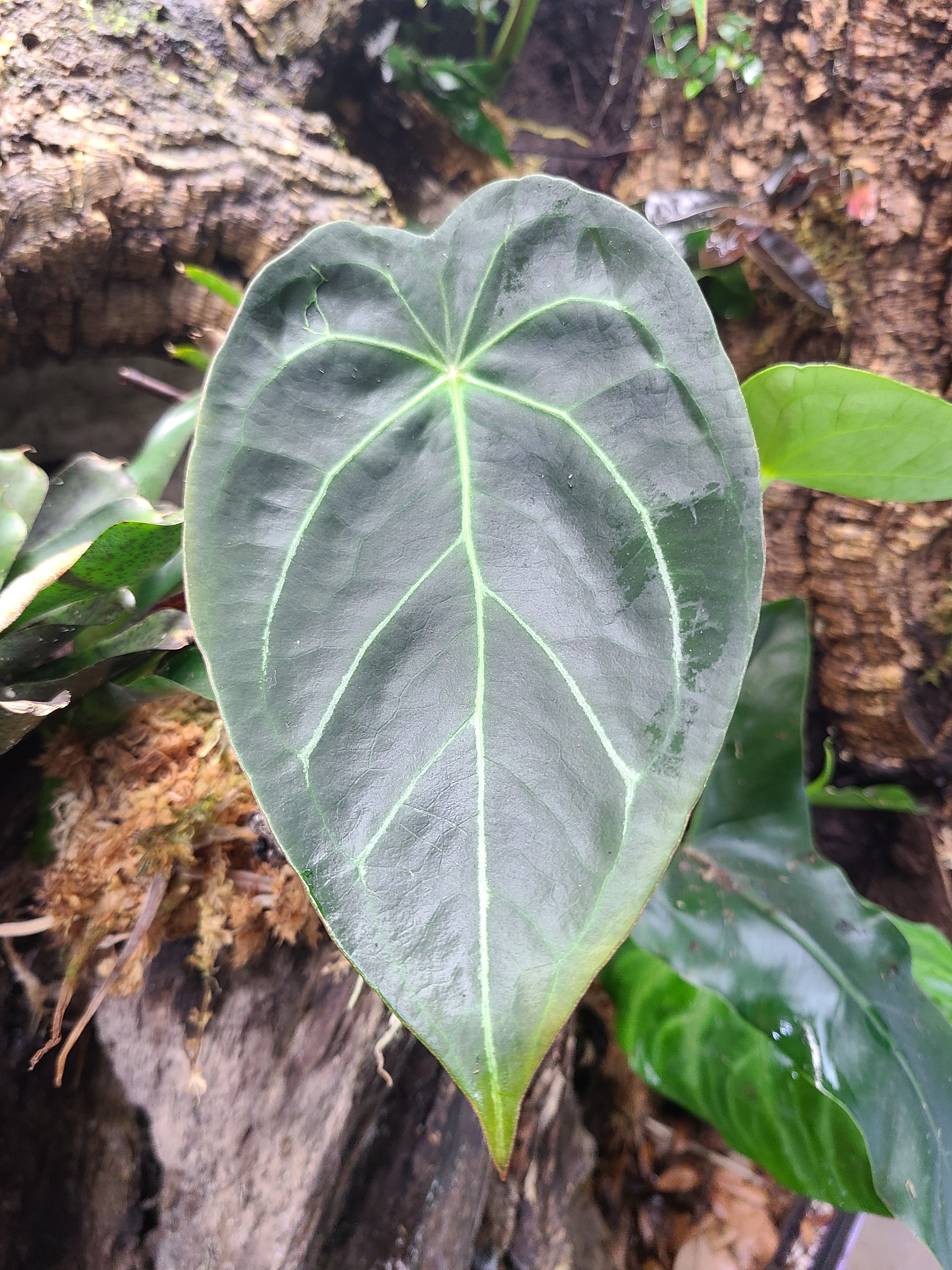 Anthurium magnificum x forgetii - Image 2