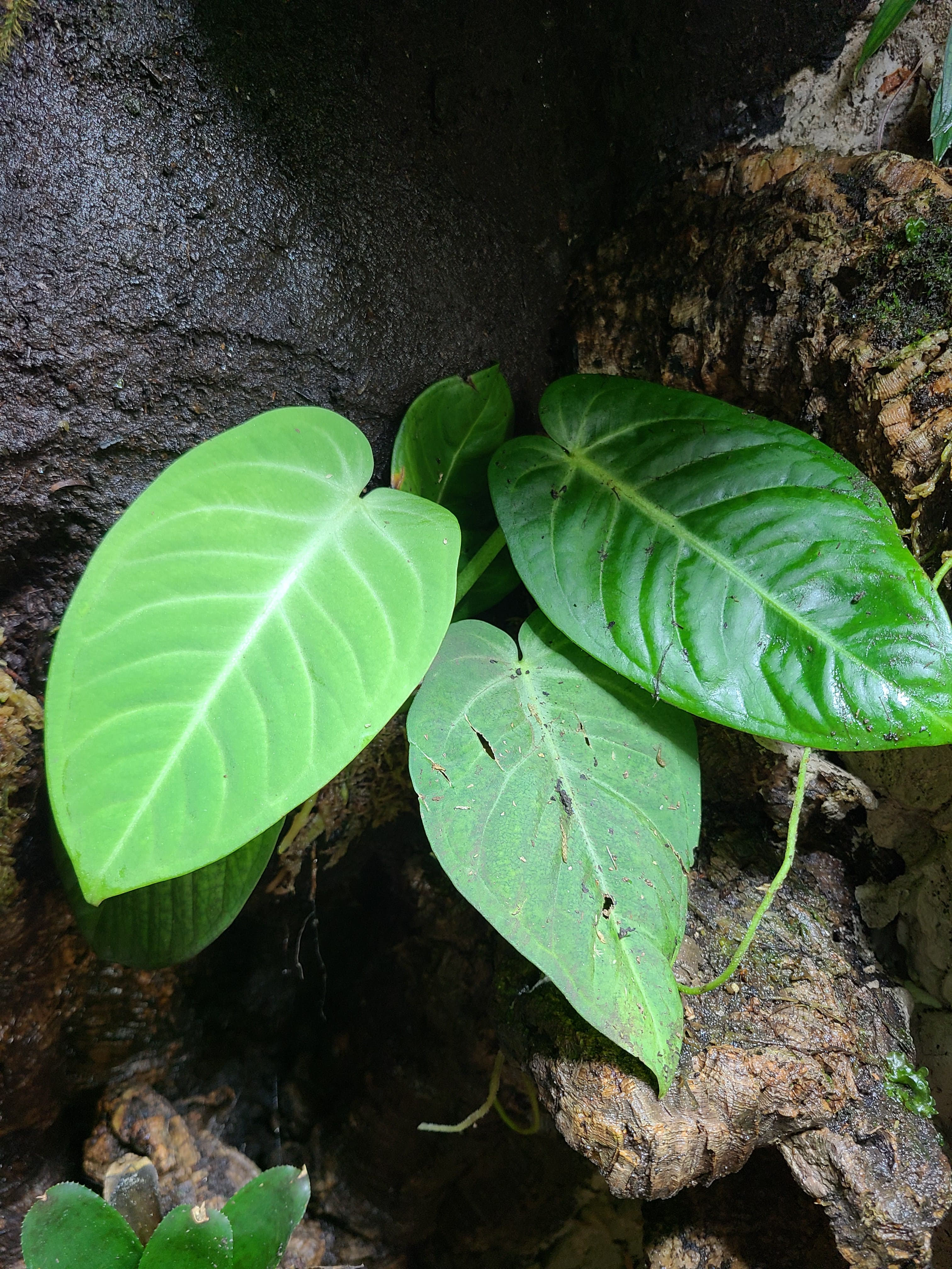 Anthurium villenaorum