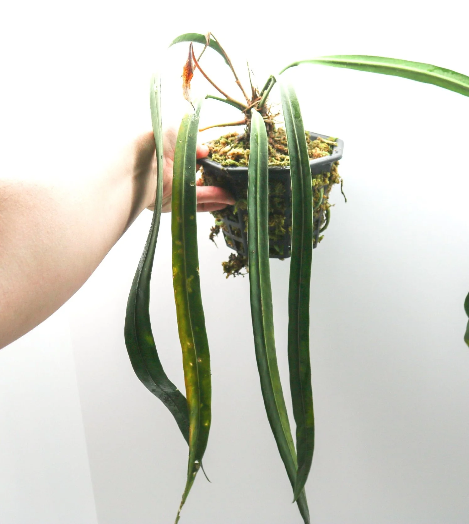 Anthurium vittarifolium