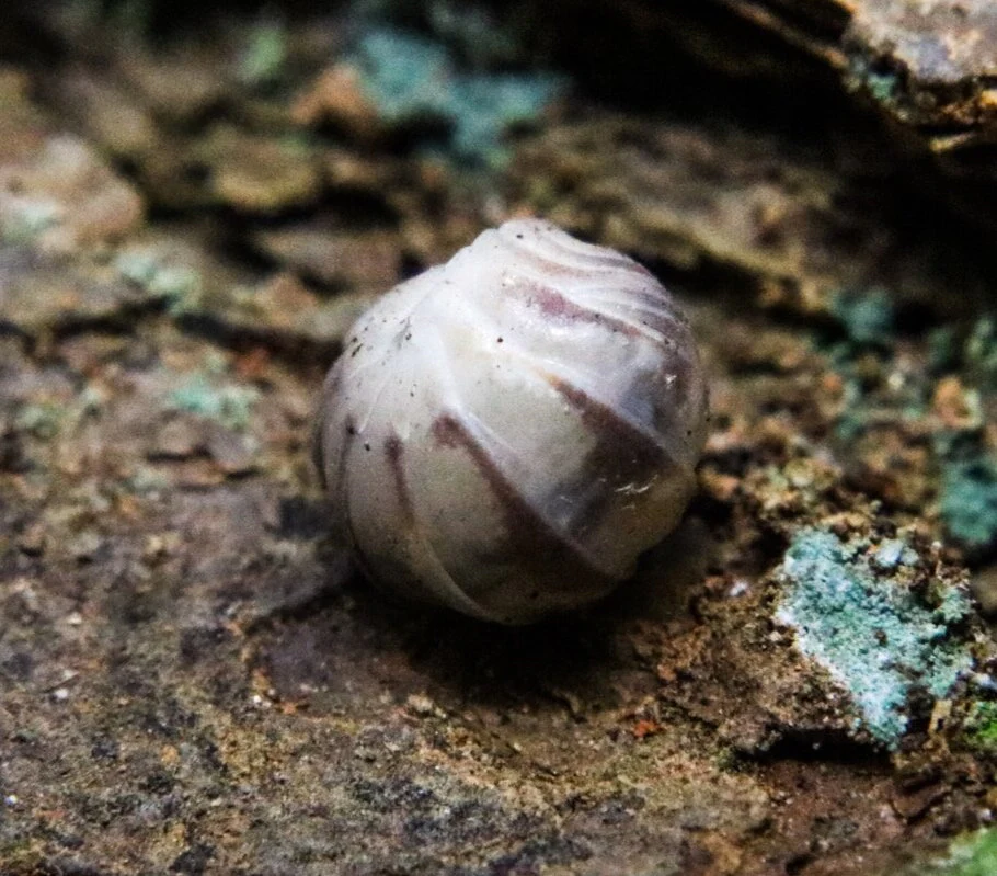Armadillidium c.f. espanyoli "Marbelized" - Image 2