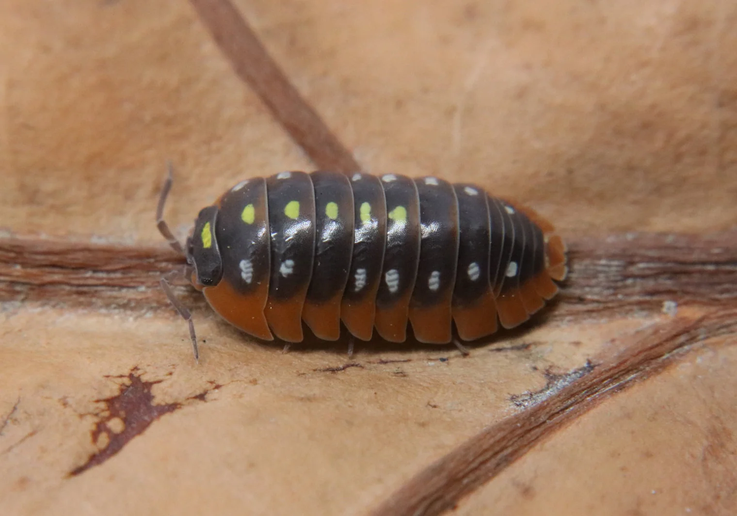 Armadillidium klugii "Montenegro" - Image 3
