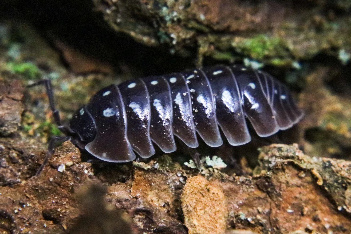 Armadillidium klugii "Montenegro - Pudding" - Image 3