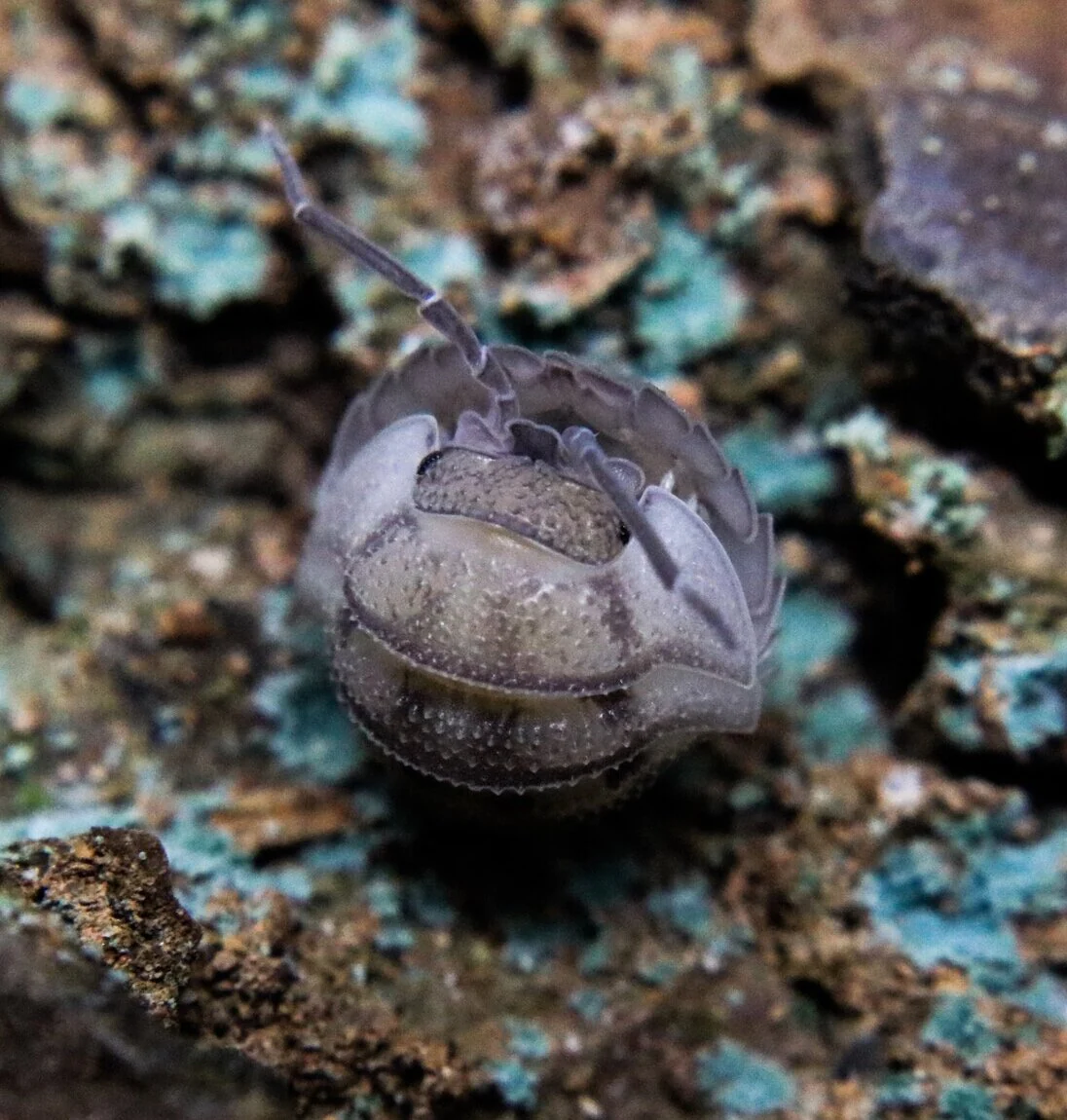 Armadillidium peraccae - Image 2