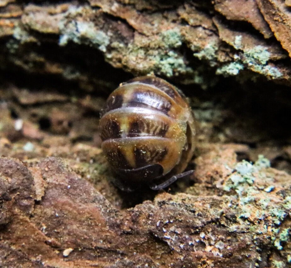 Armadillidium vulgare “Punta Cana” - Image 2