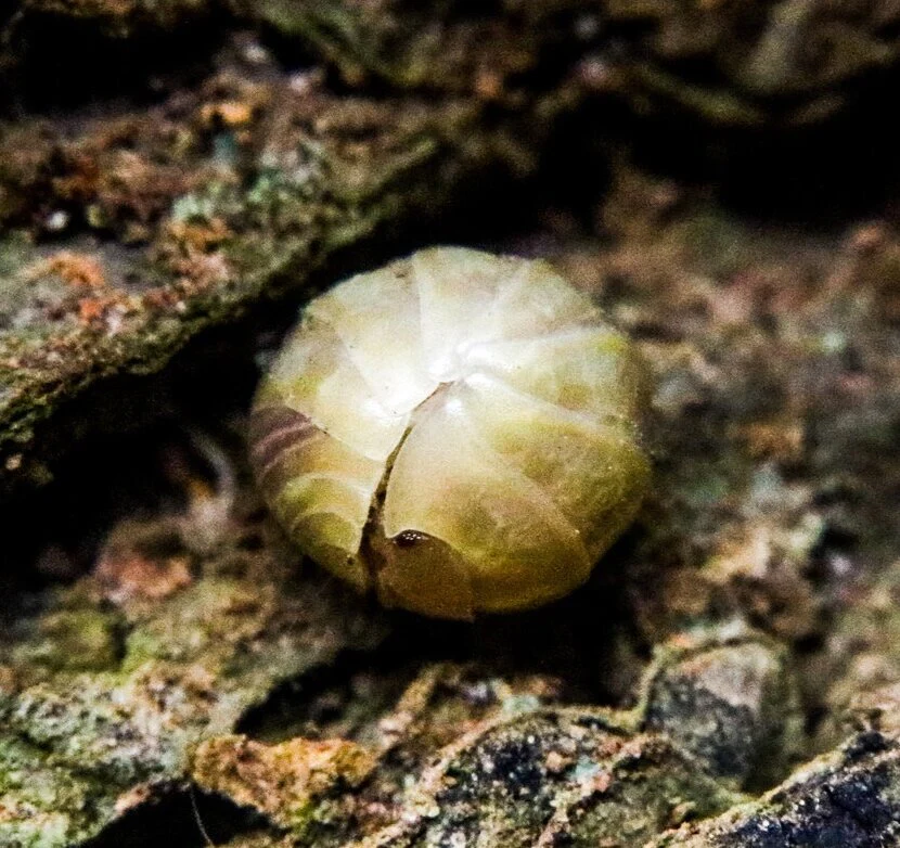Armadillidium vulgare "T+ Albino" - Image 2