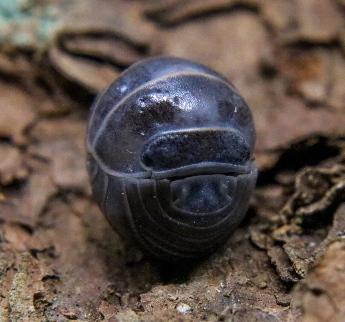 Armadillo officinalis - Image 2