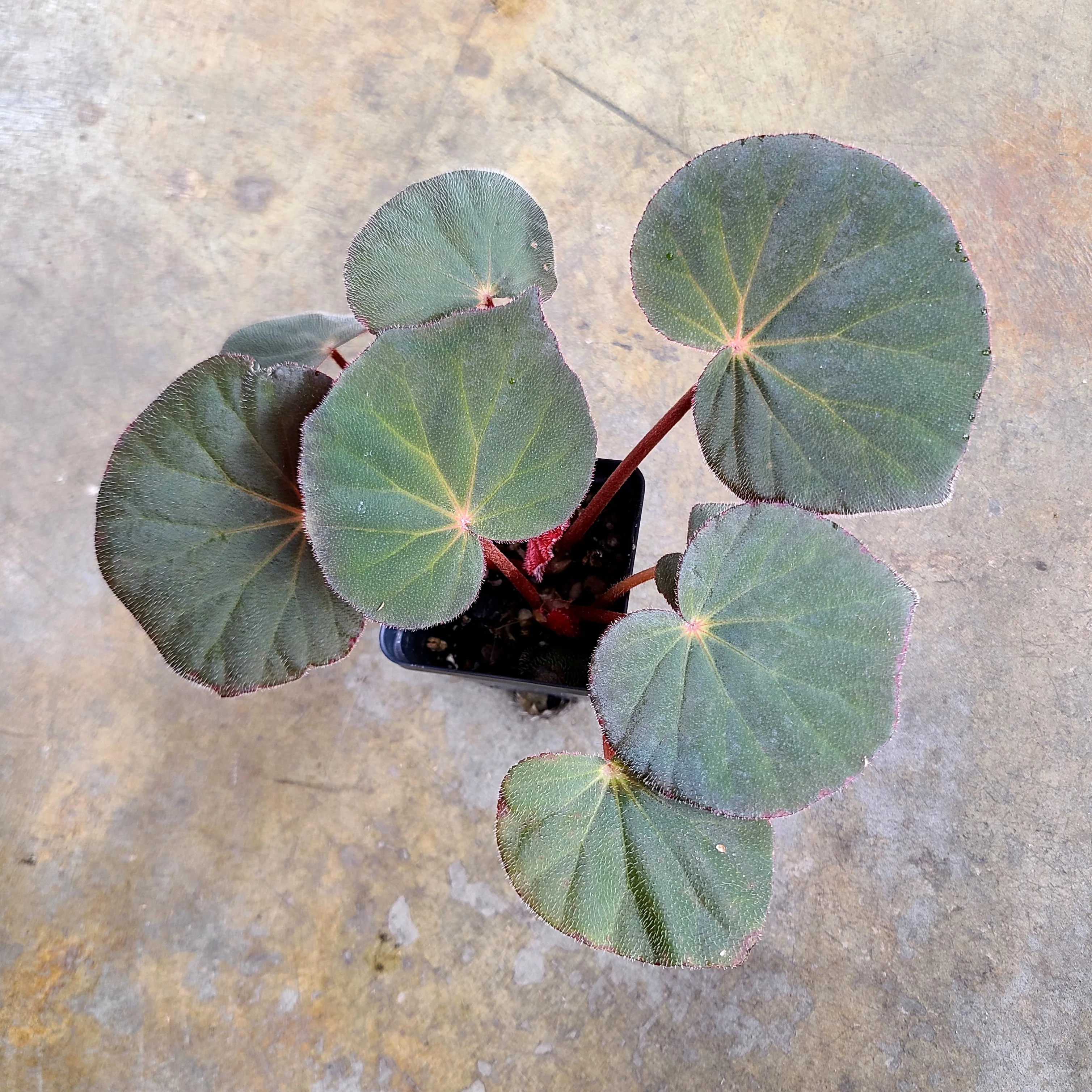 Begonia acetosa