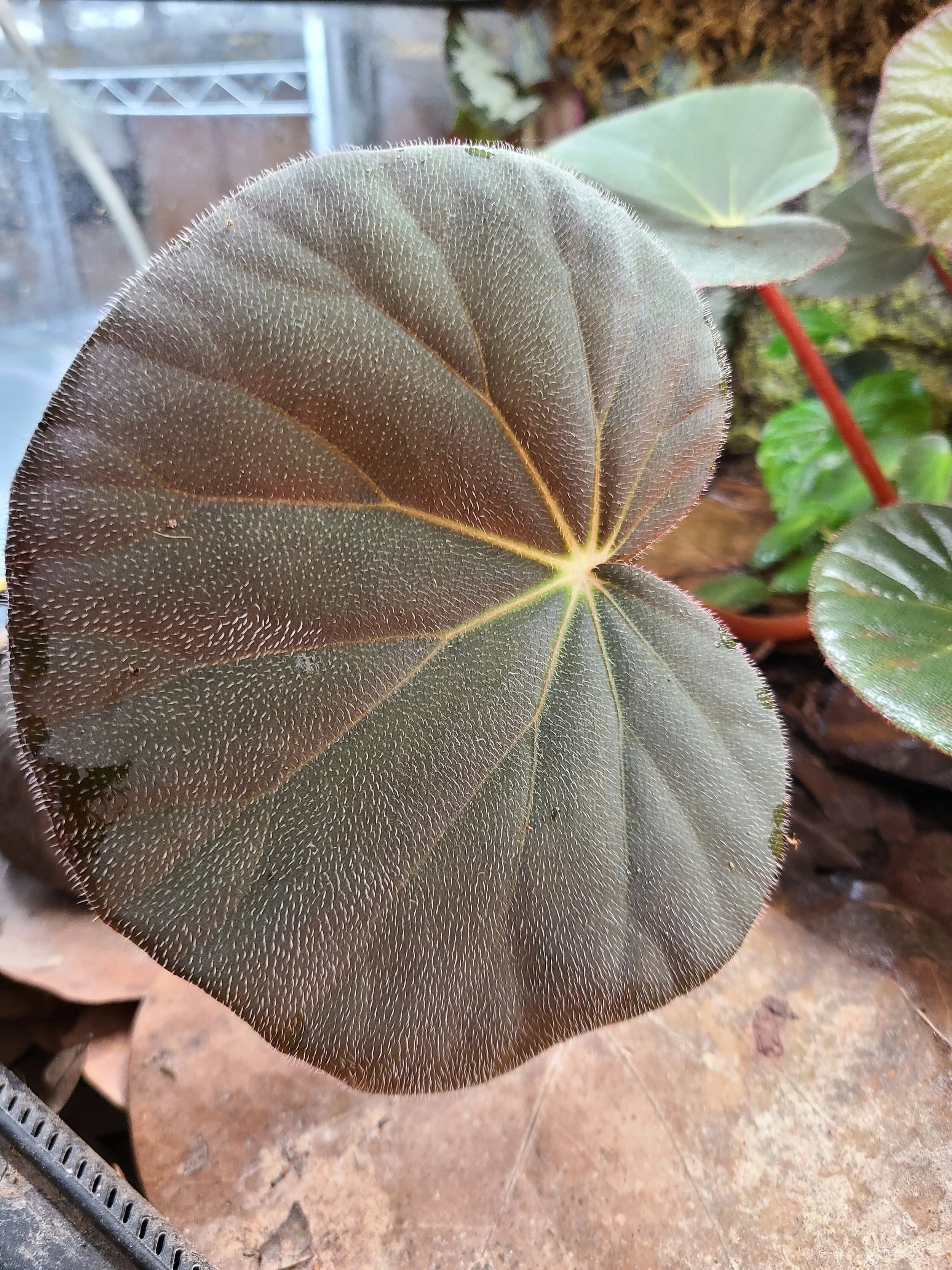 Begonia acetosa - Image 2