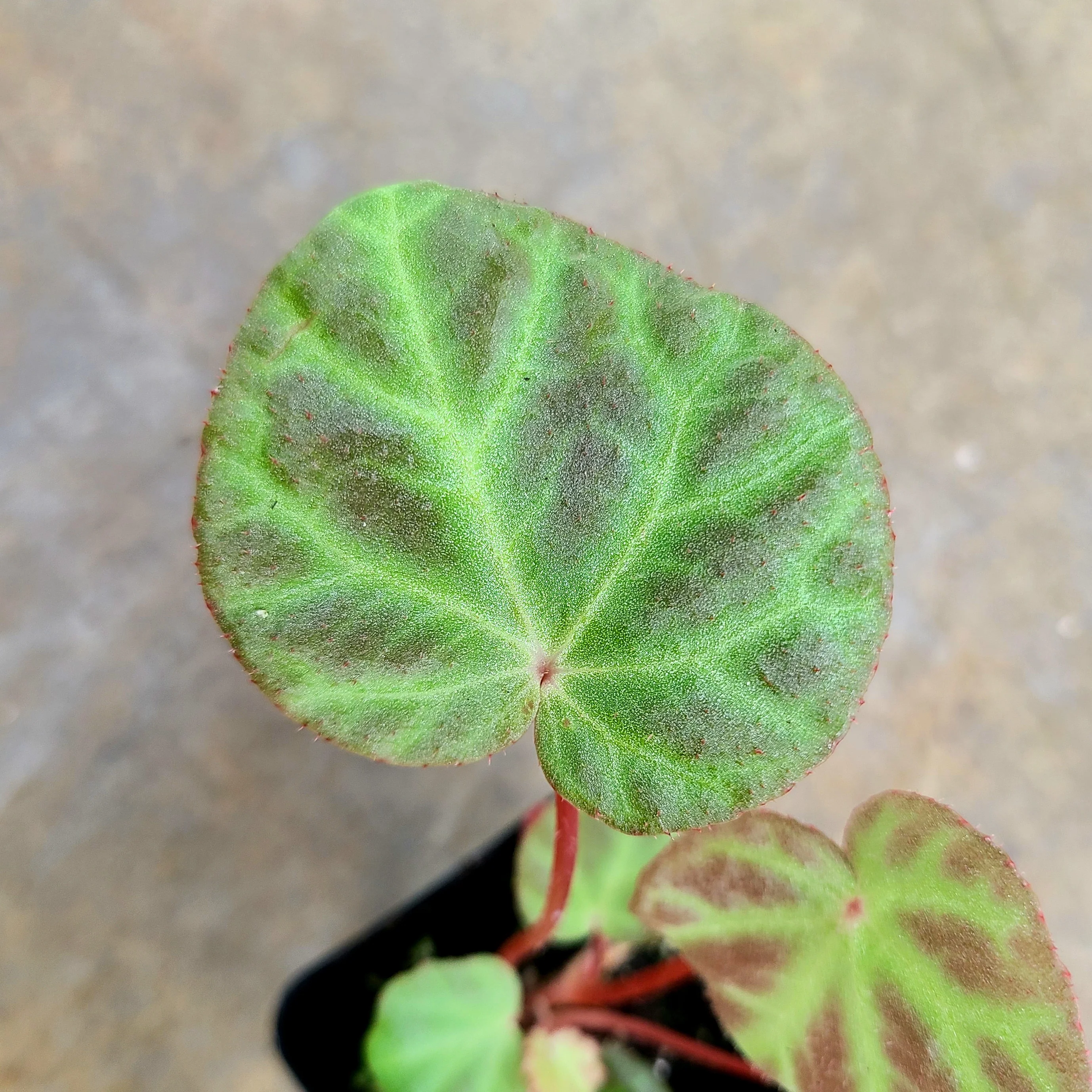 Begonia aff. nurii - Image 2
