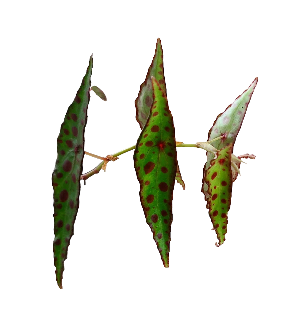 Begonia amphioxus - Image 2