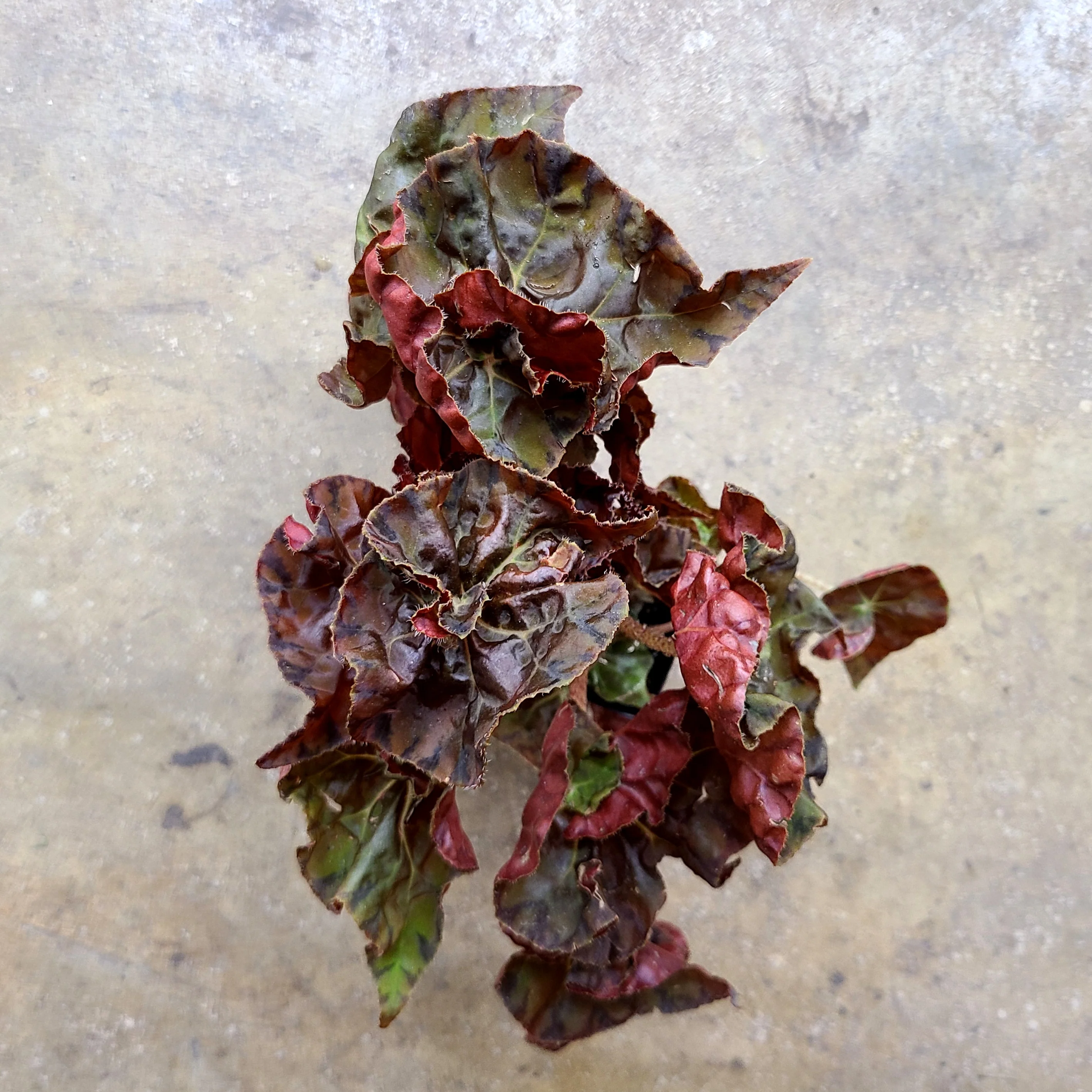 Begonia Autumn Crinkle