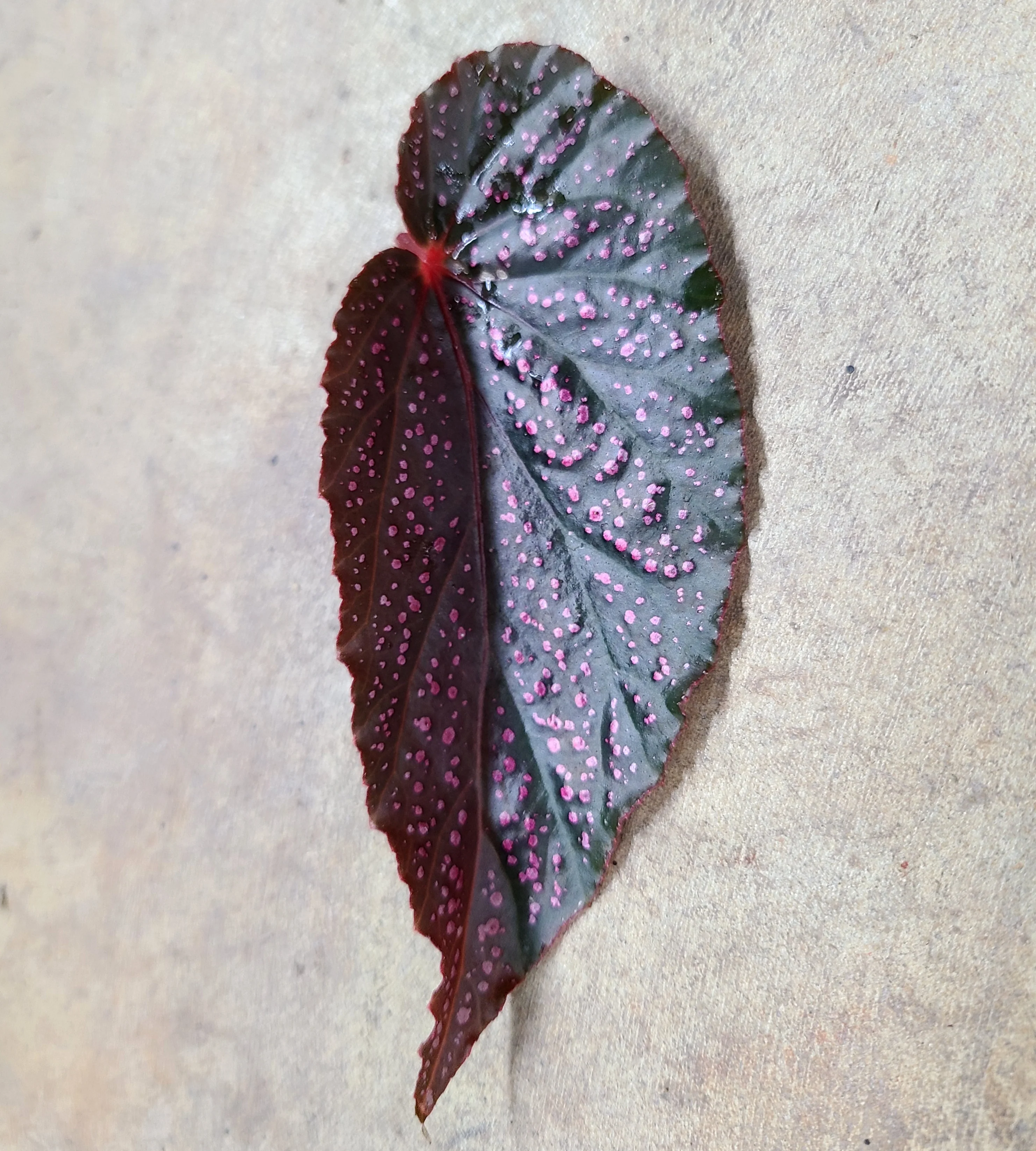 Begonia Benigo Pink - Image 2