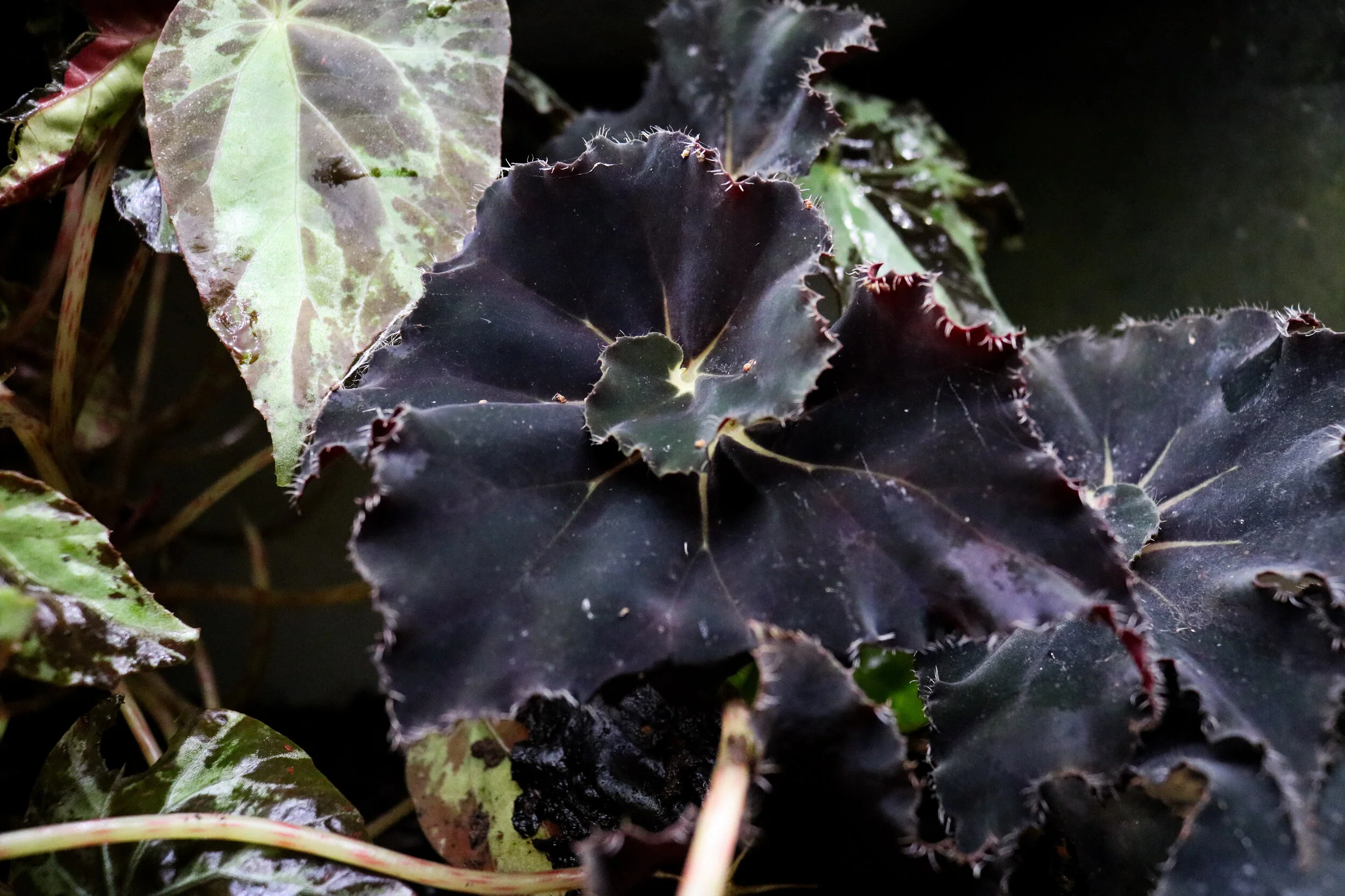 Begonia Black Fancy - Image 2