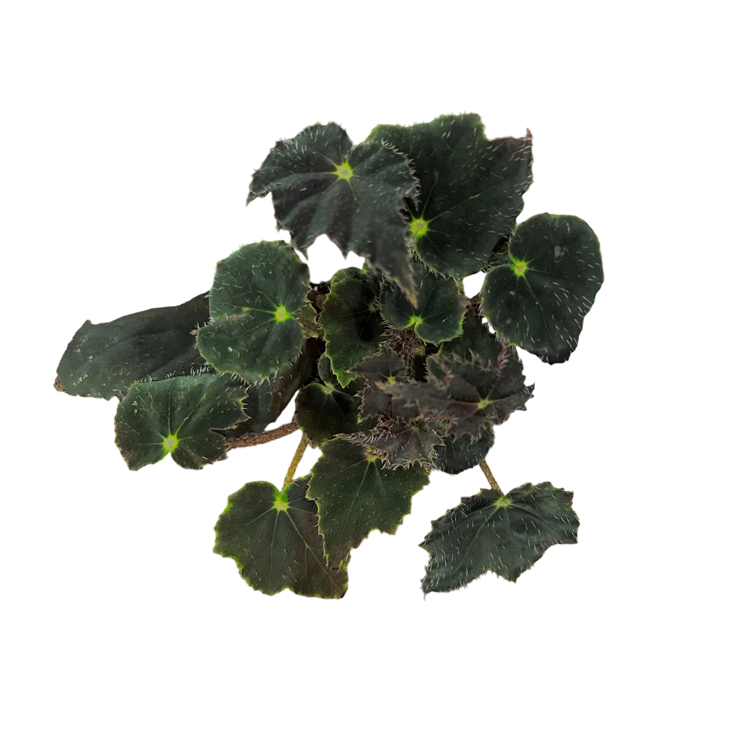 Begonia Black Velvet