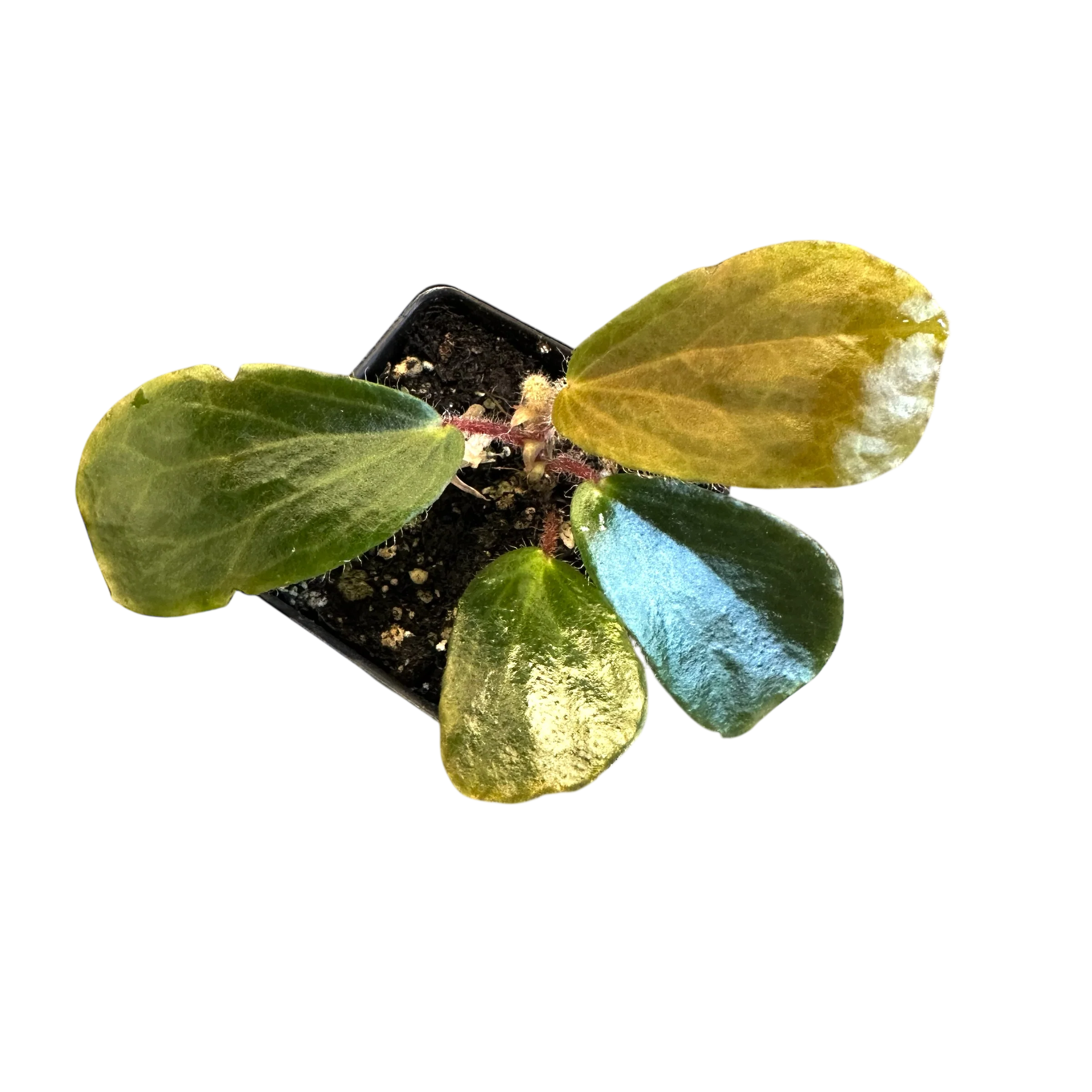 Begonia blancii