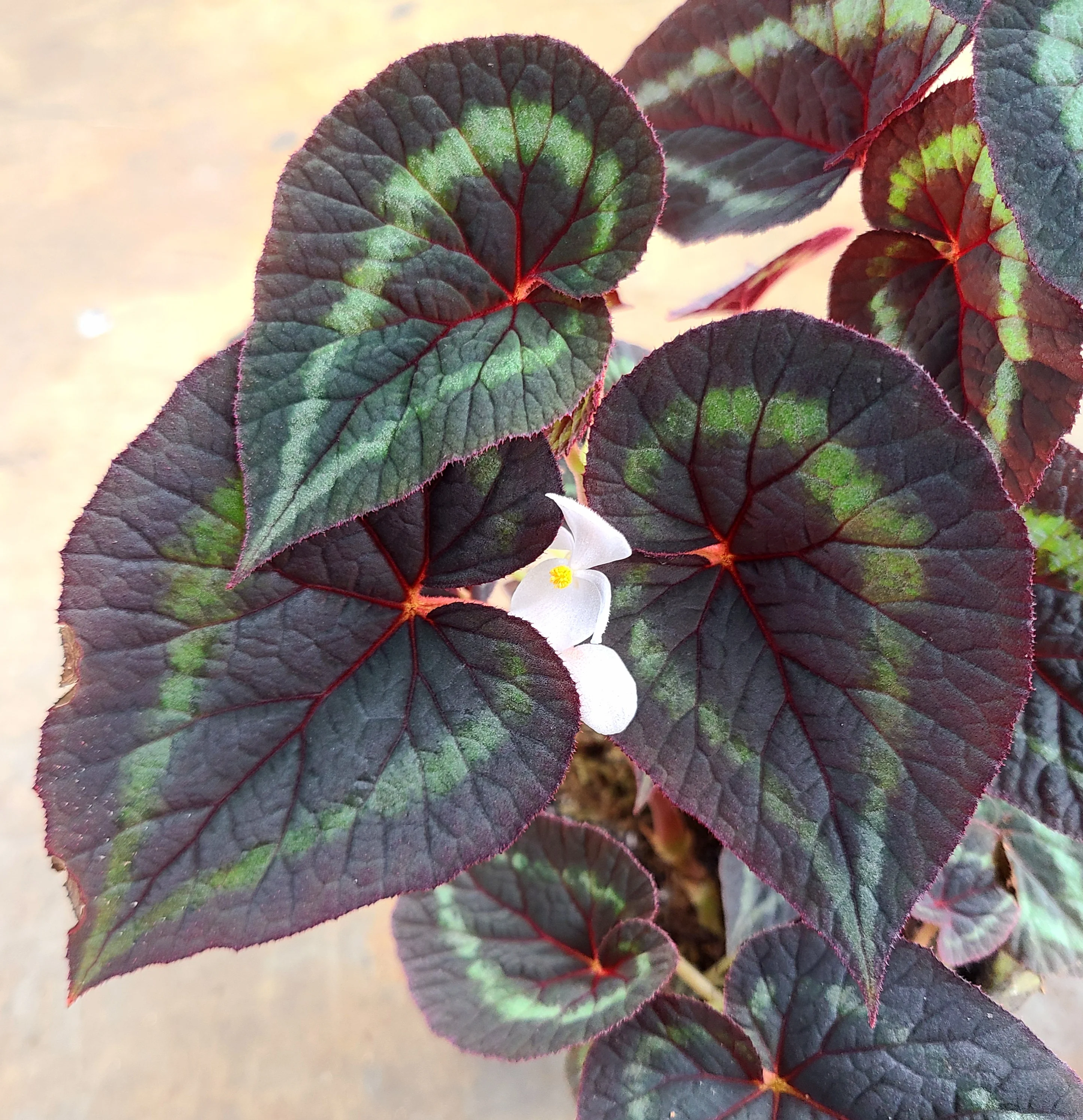 Begonia cathayana 'White Flower' - Image 2