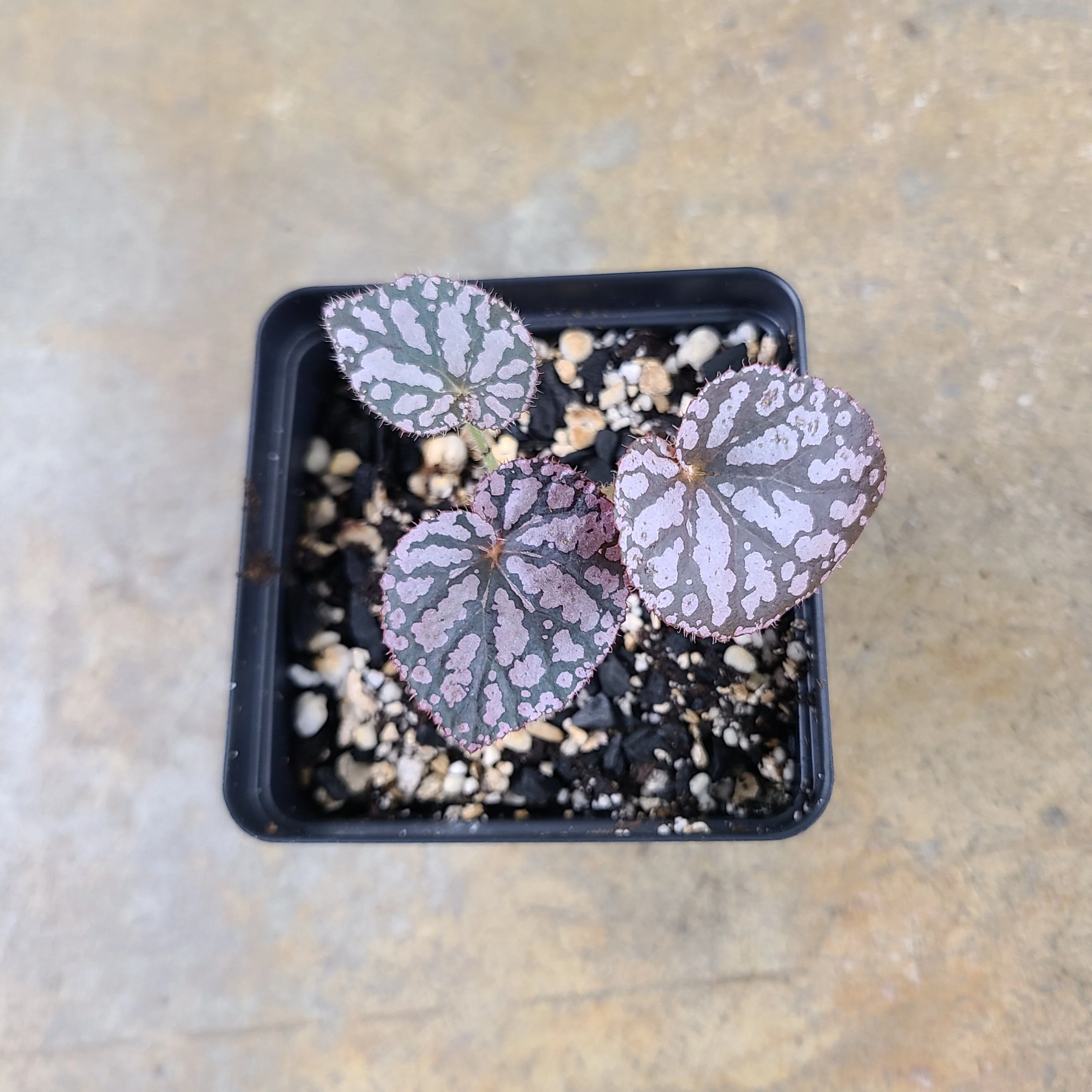 Begonia Chayo