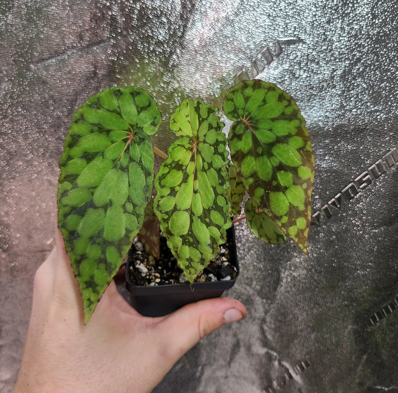 Begonia U038 (formerly chlorosticta "Green Form") - Image 2