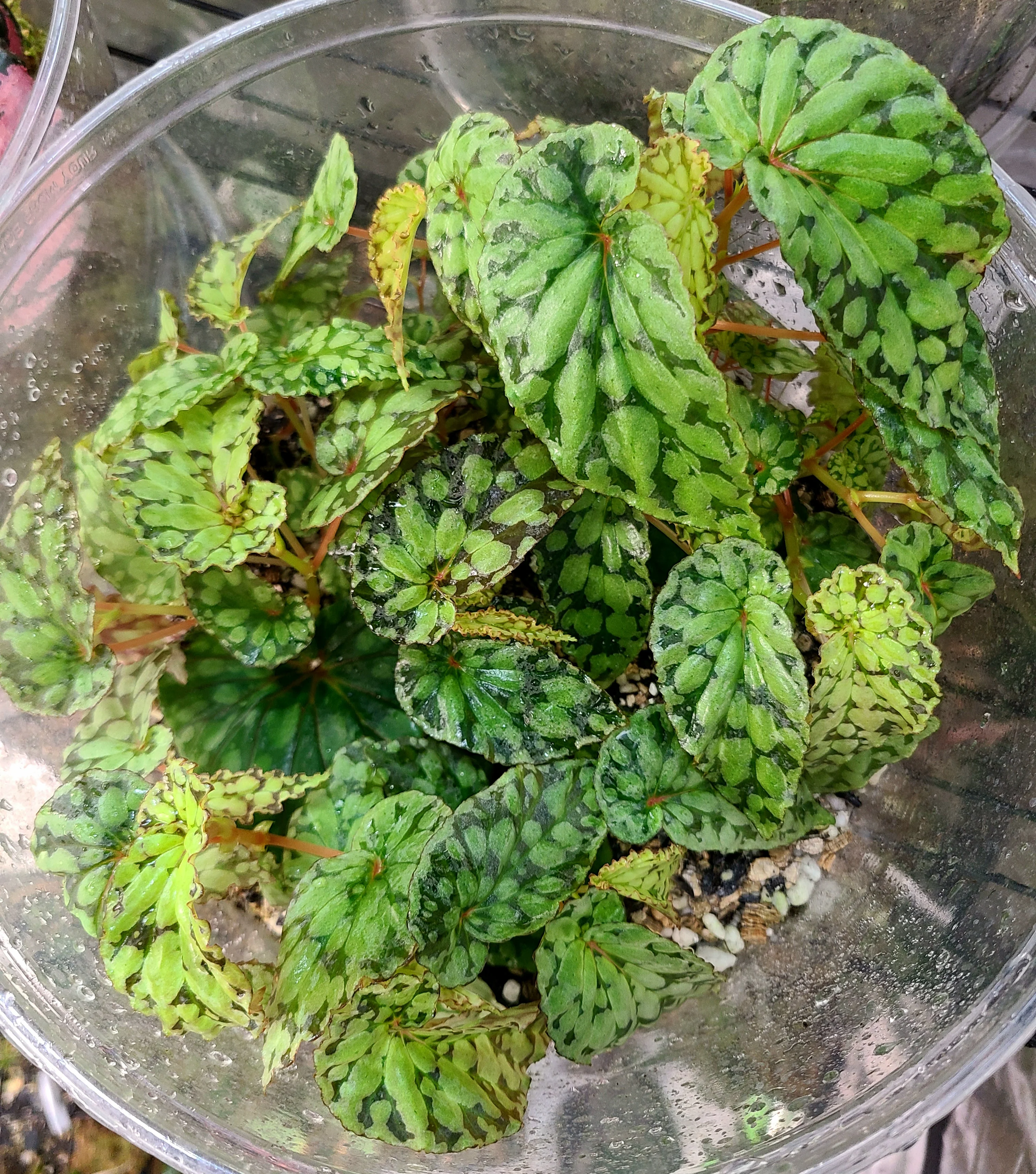 Begonia U038 (formerly chlorosticta "Green Form") - Image 3