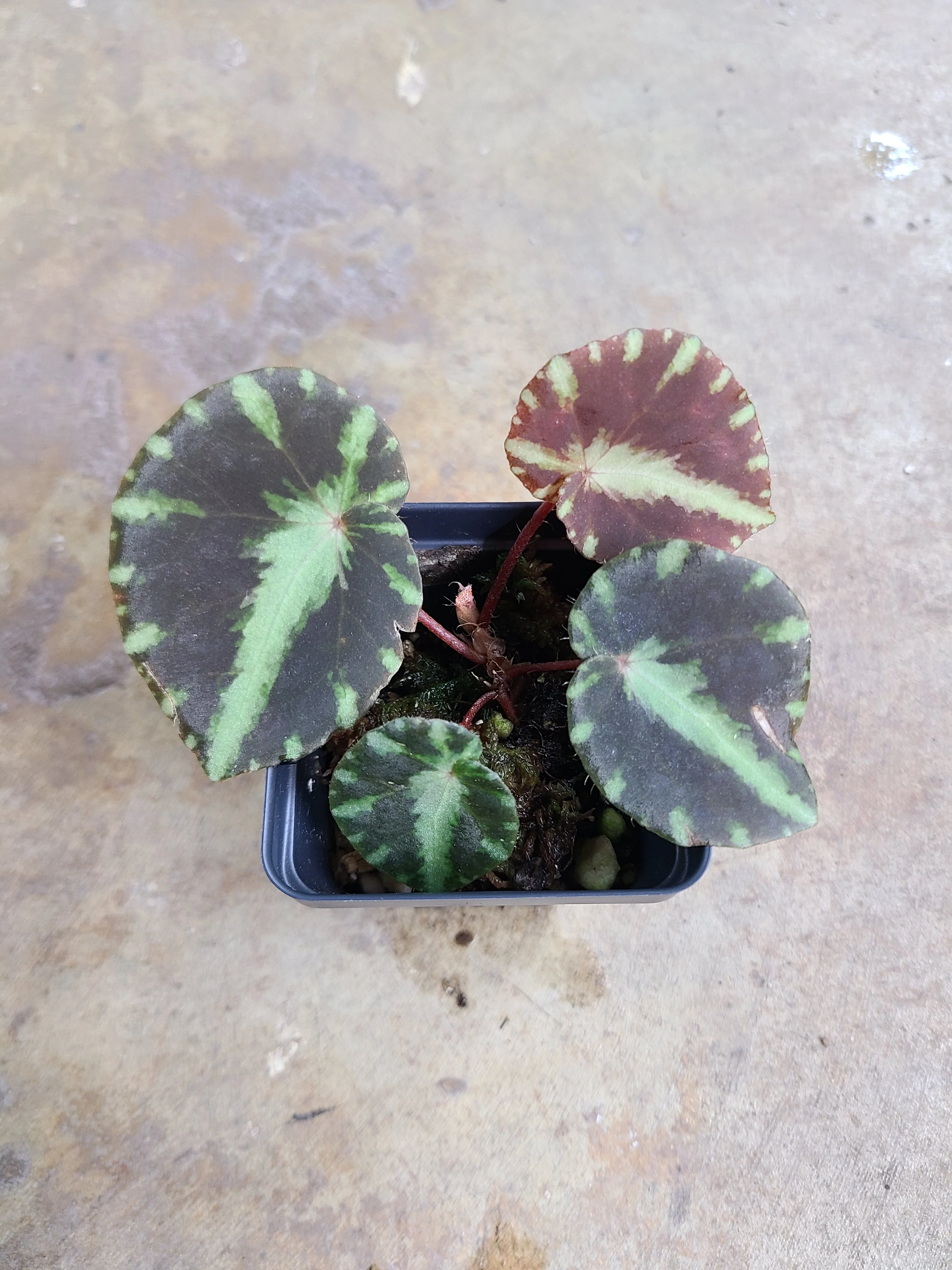 Begonia cleopatrae