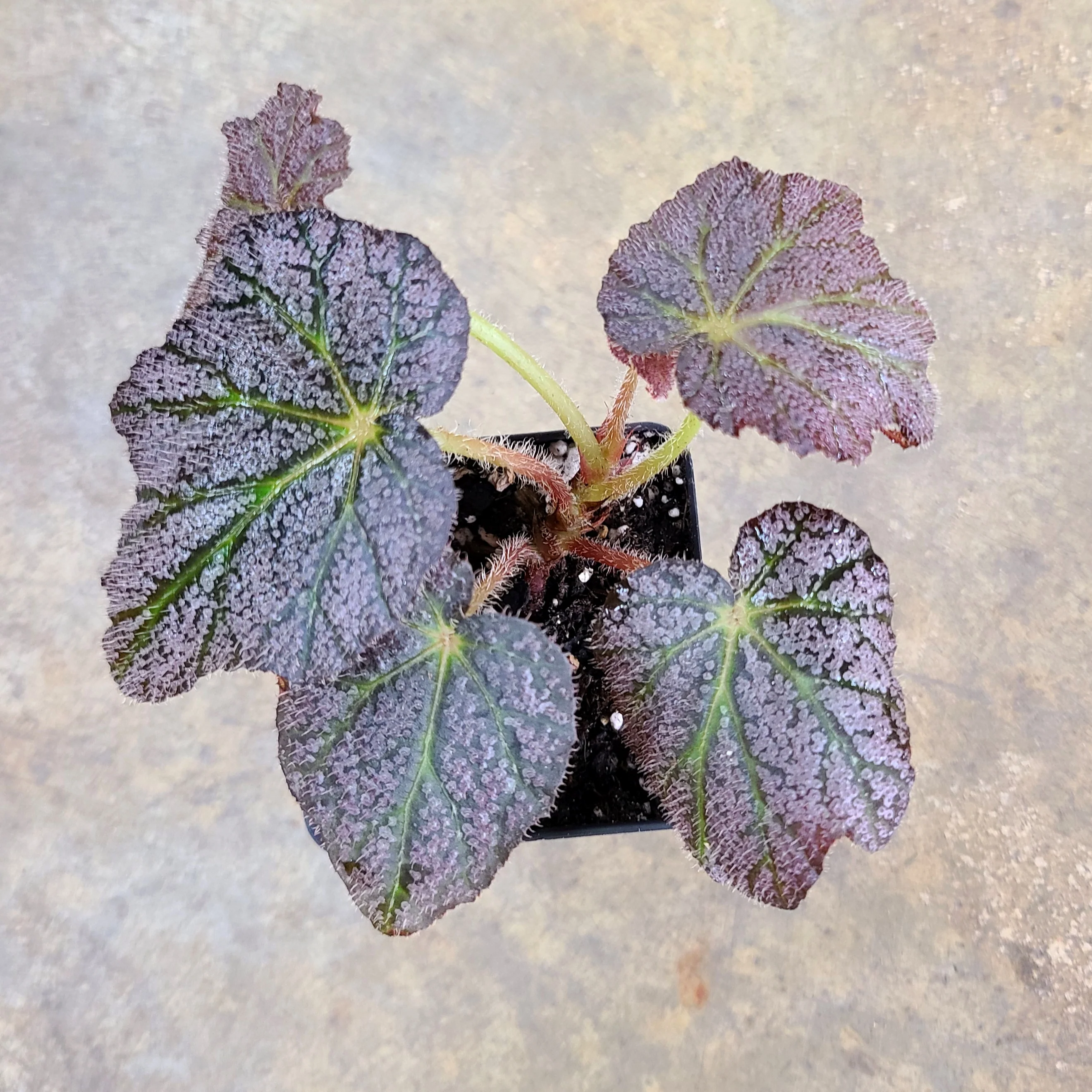 Begonia DeElegans