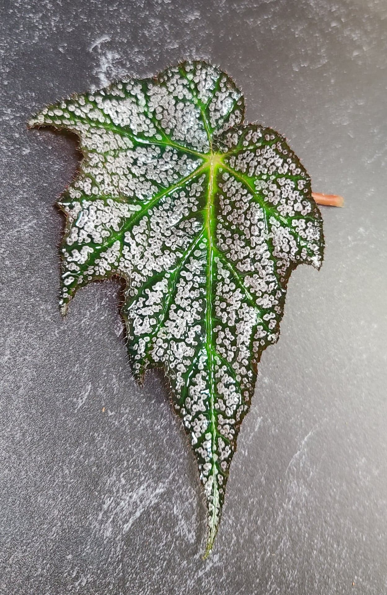Begonia DeElegans - Image 2