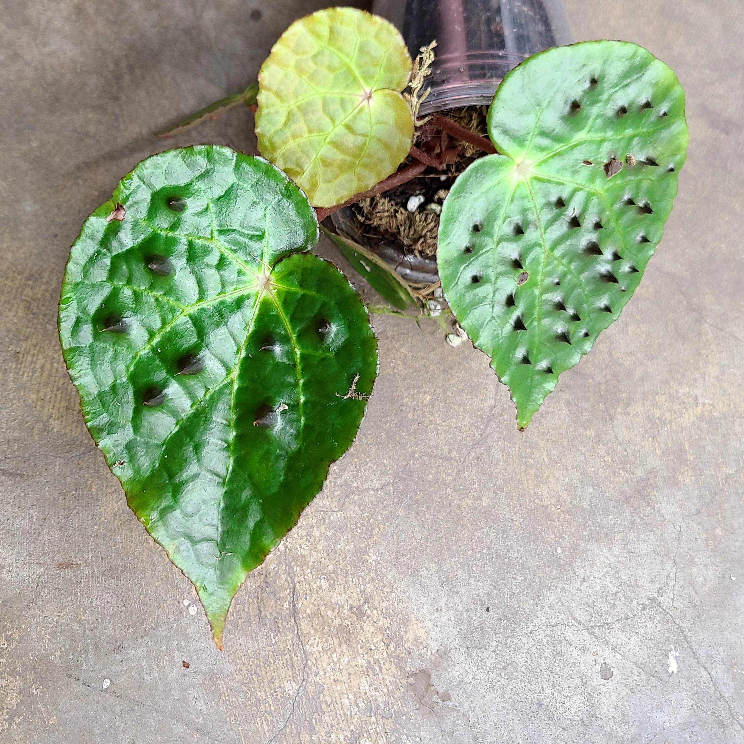 Begonia ferox