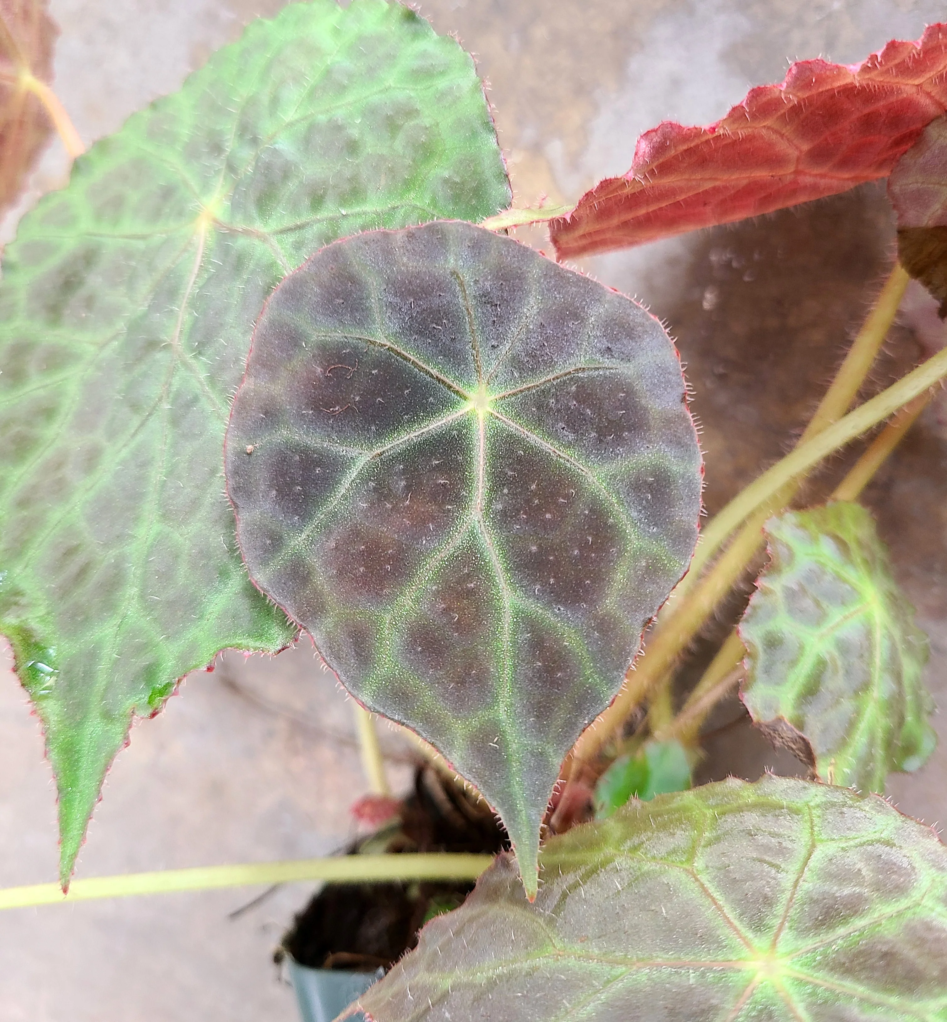 Begonia goegoensis - Image 2