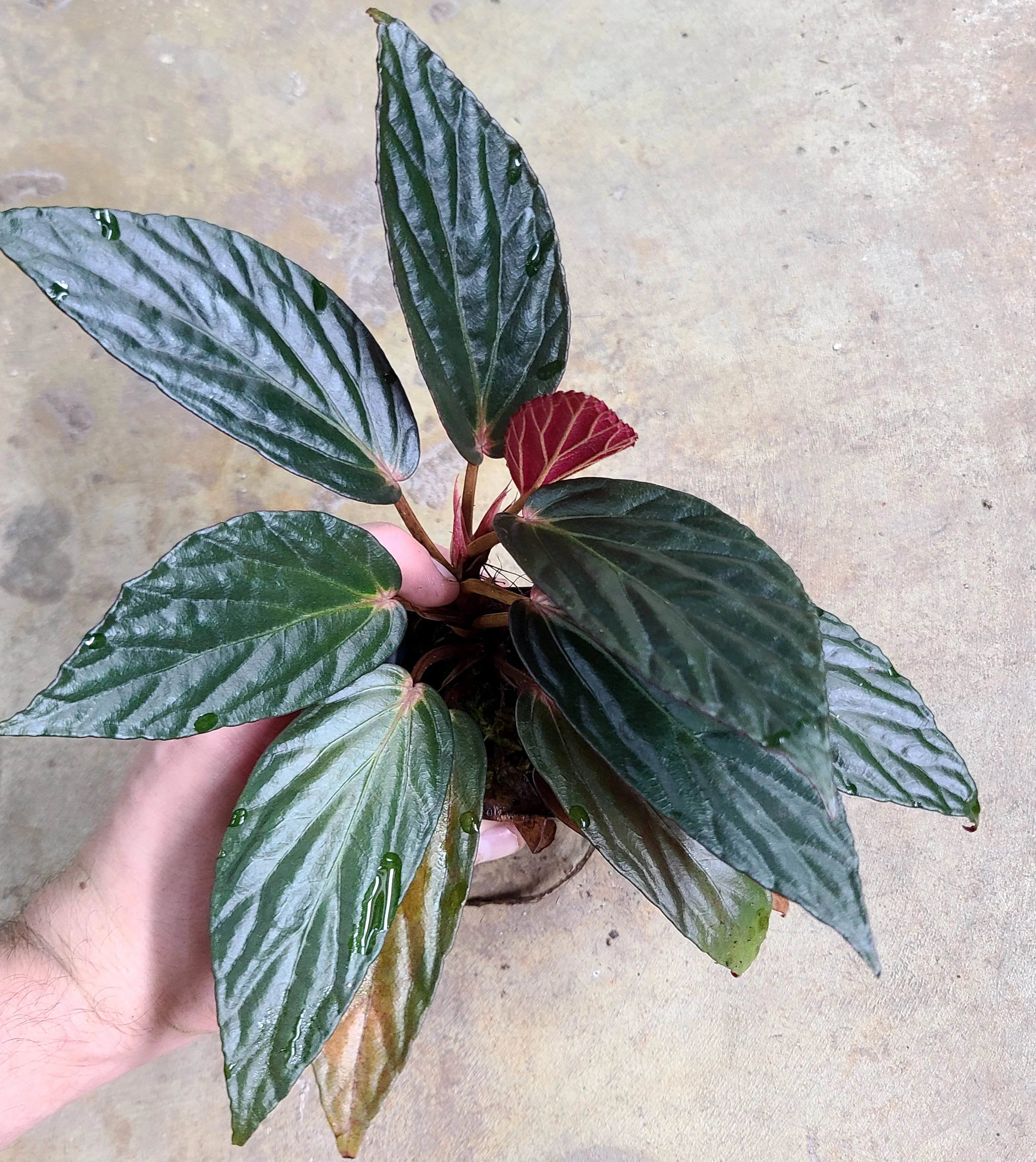 Begonia hatacoa var. rubrifolia - Image 3