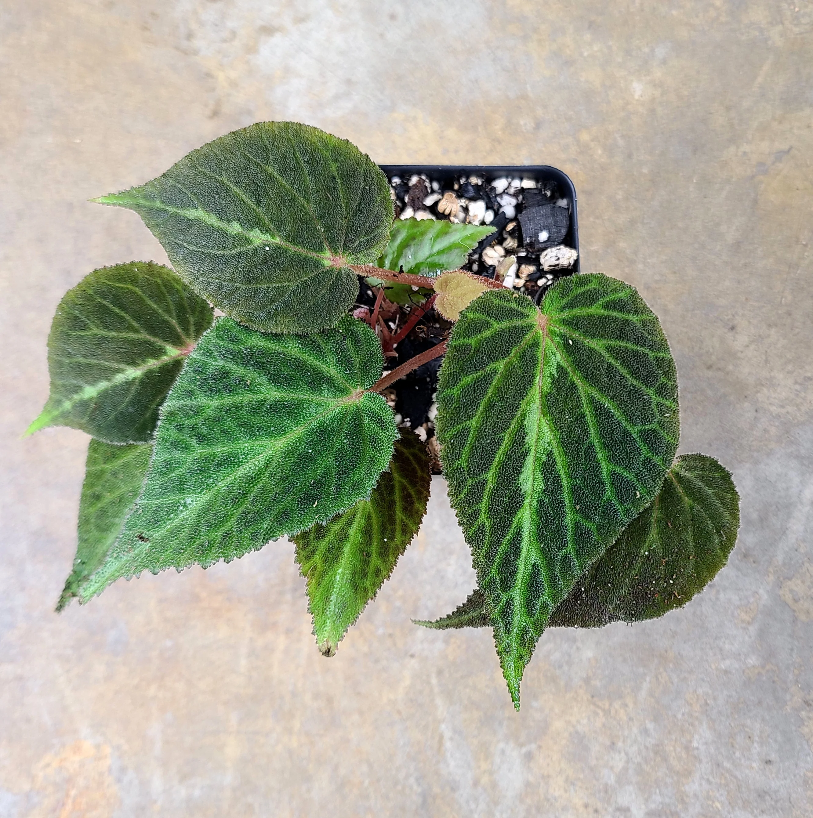 Begonia imperialis Black