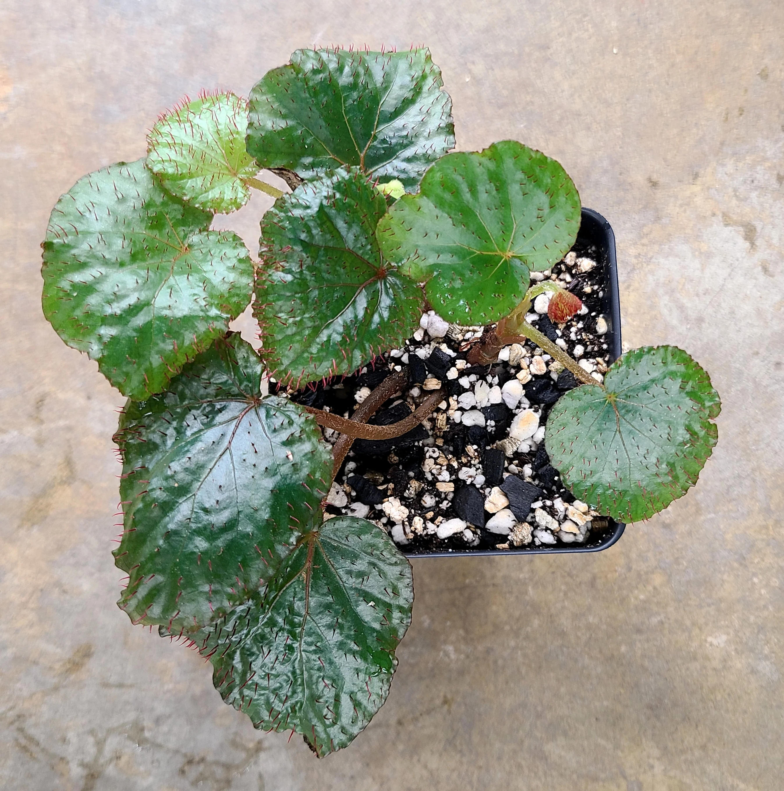 Begonia limprichtii