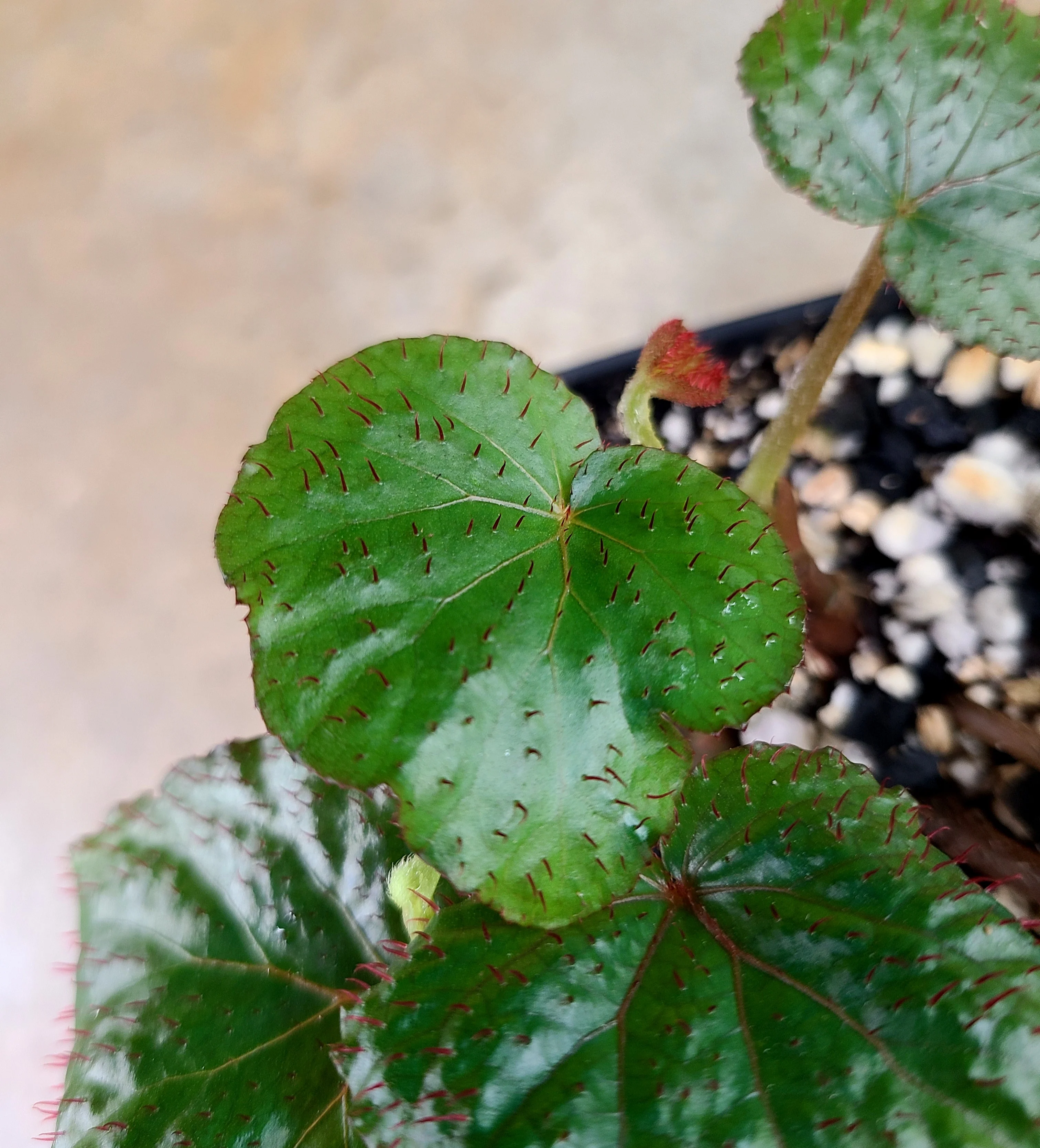 Begonia limprichtii - Image 2