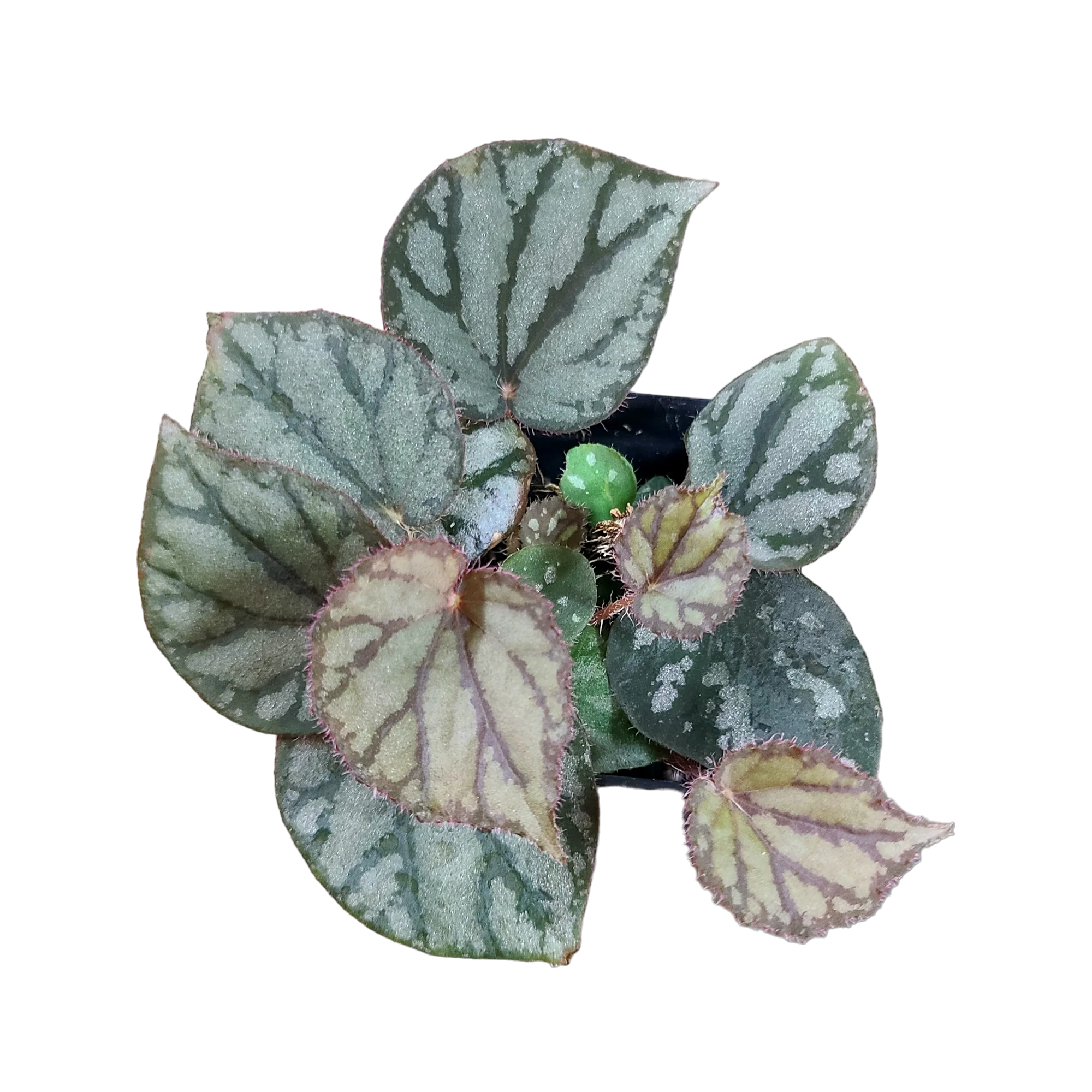 Begonia luzonensis