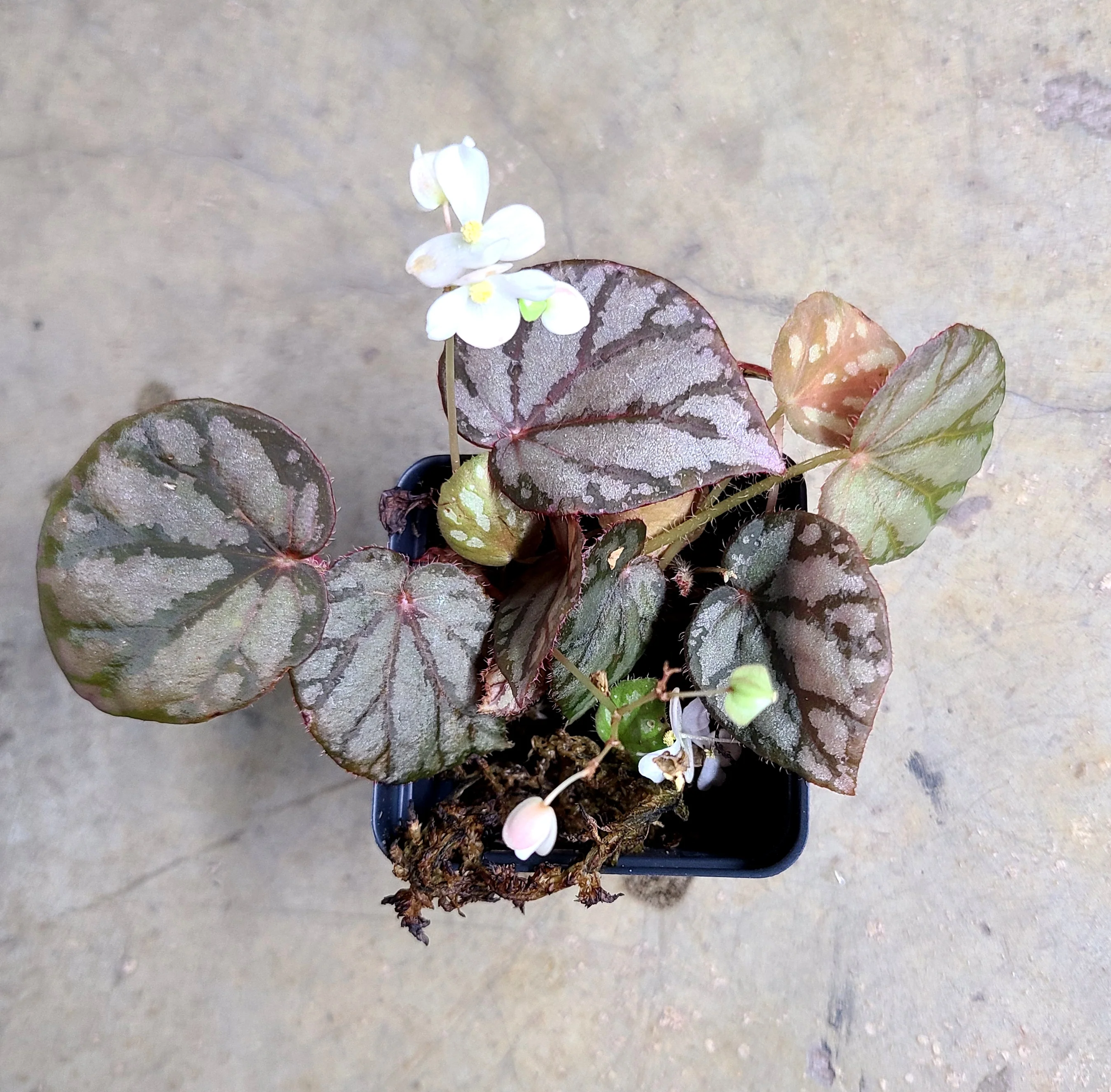 Begonia luzonensis - Image 2
