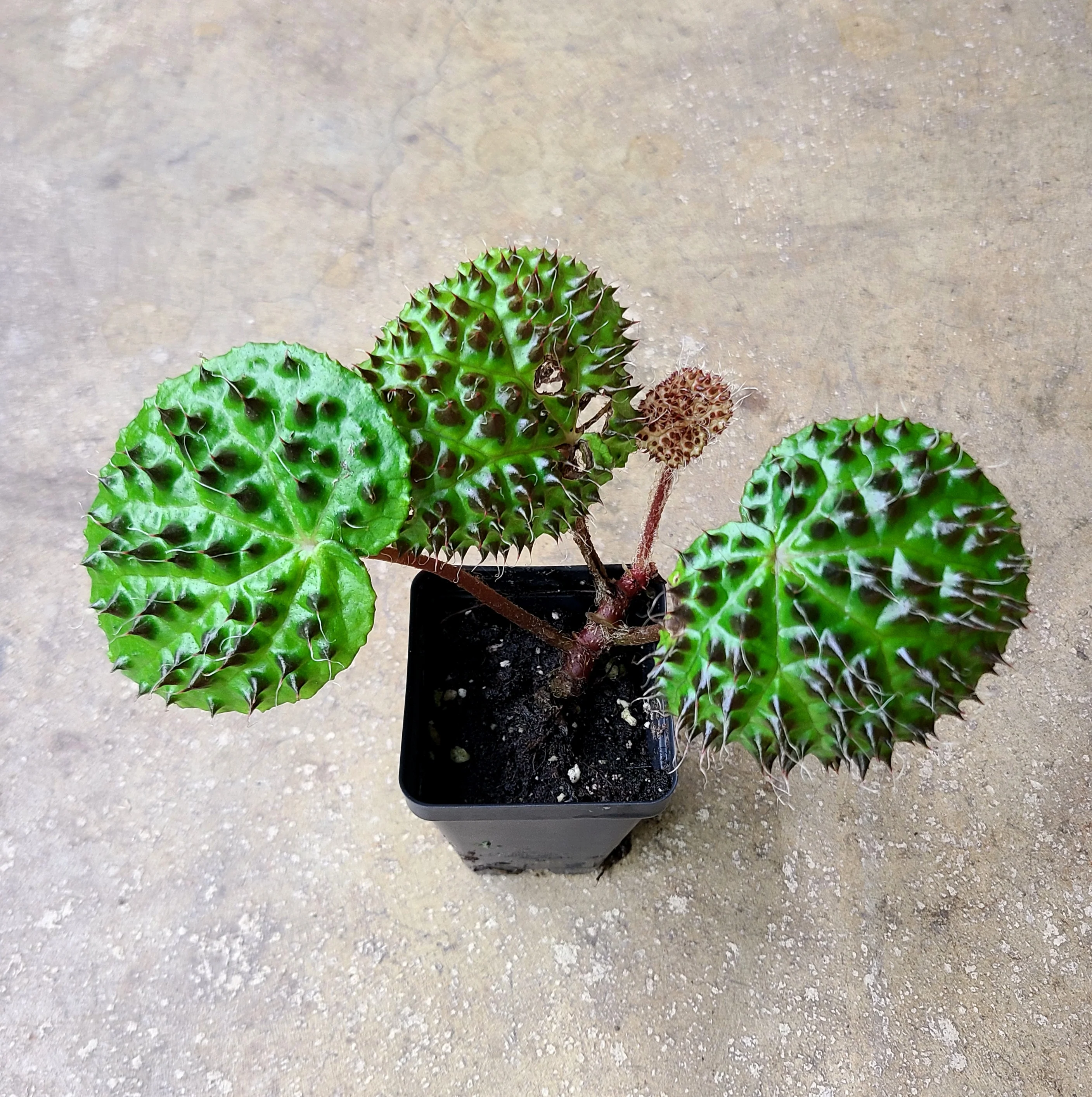Begonia melanobullata