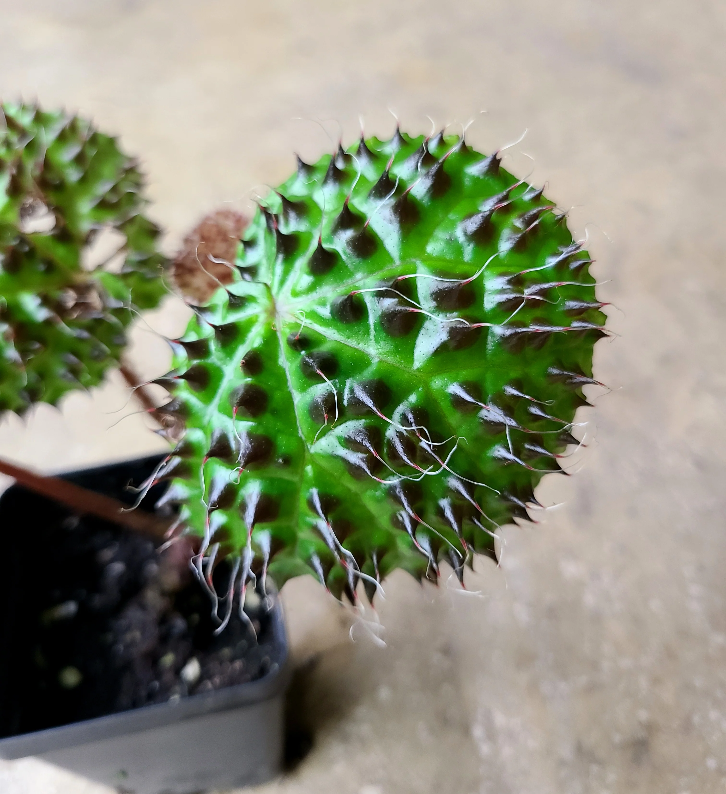 Begonia melanobullata - Image 2