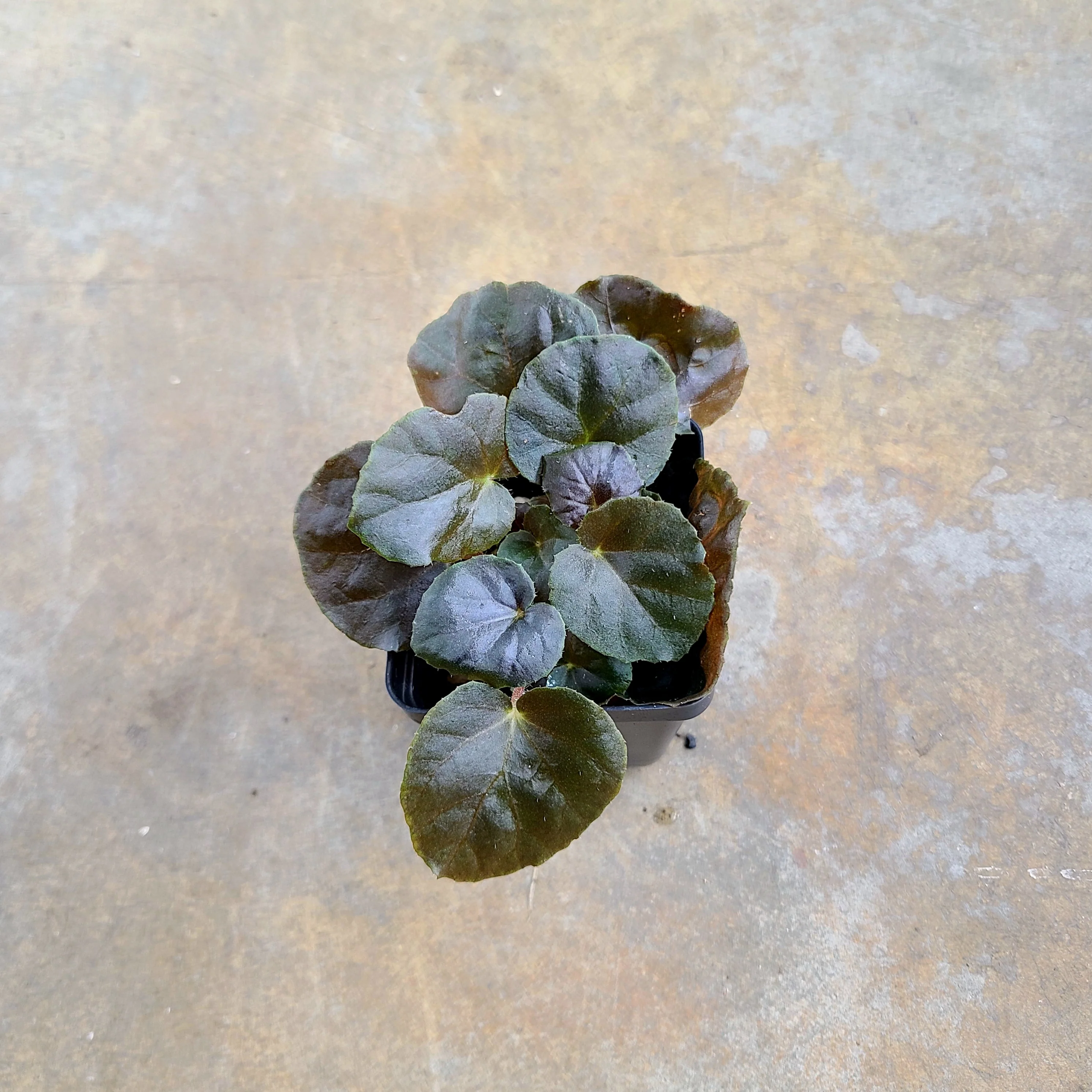 Begonia metachroa