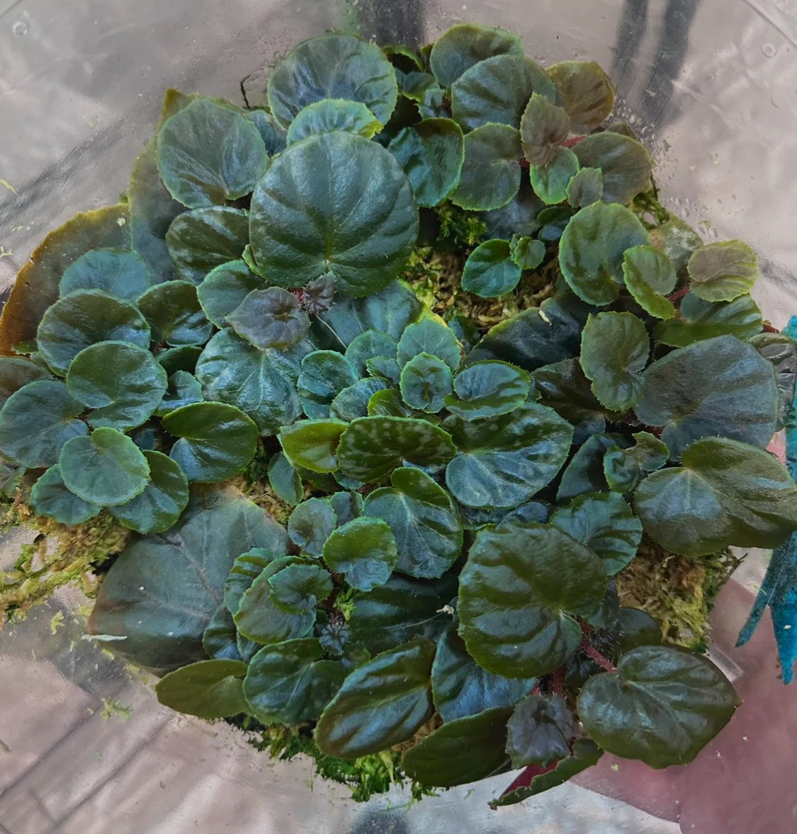 Begonia metachroa - Image 2