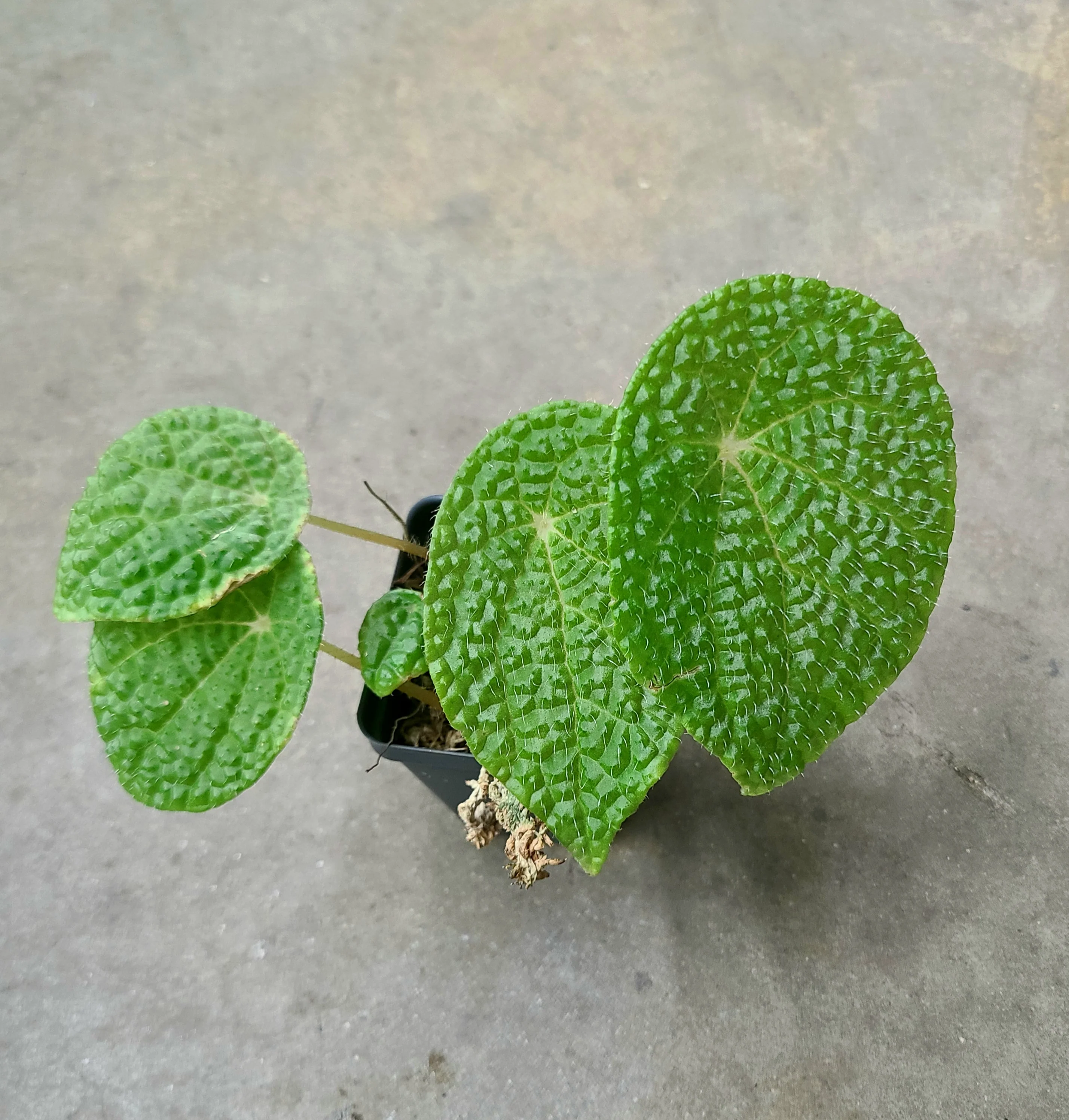 Begonia microsperma