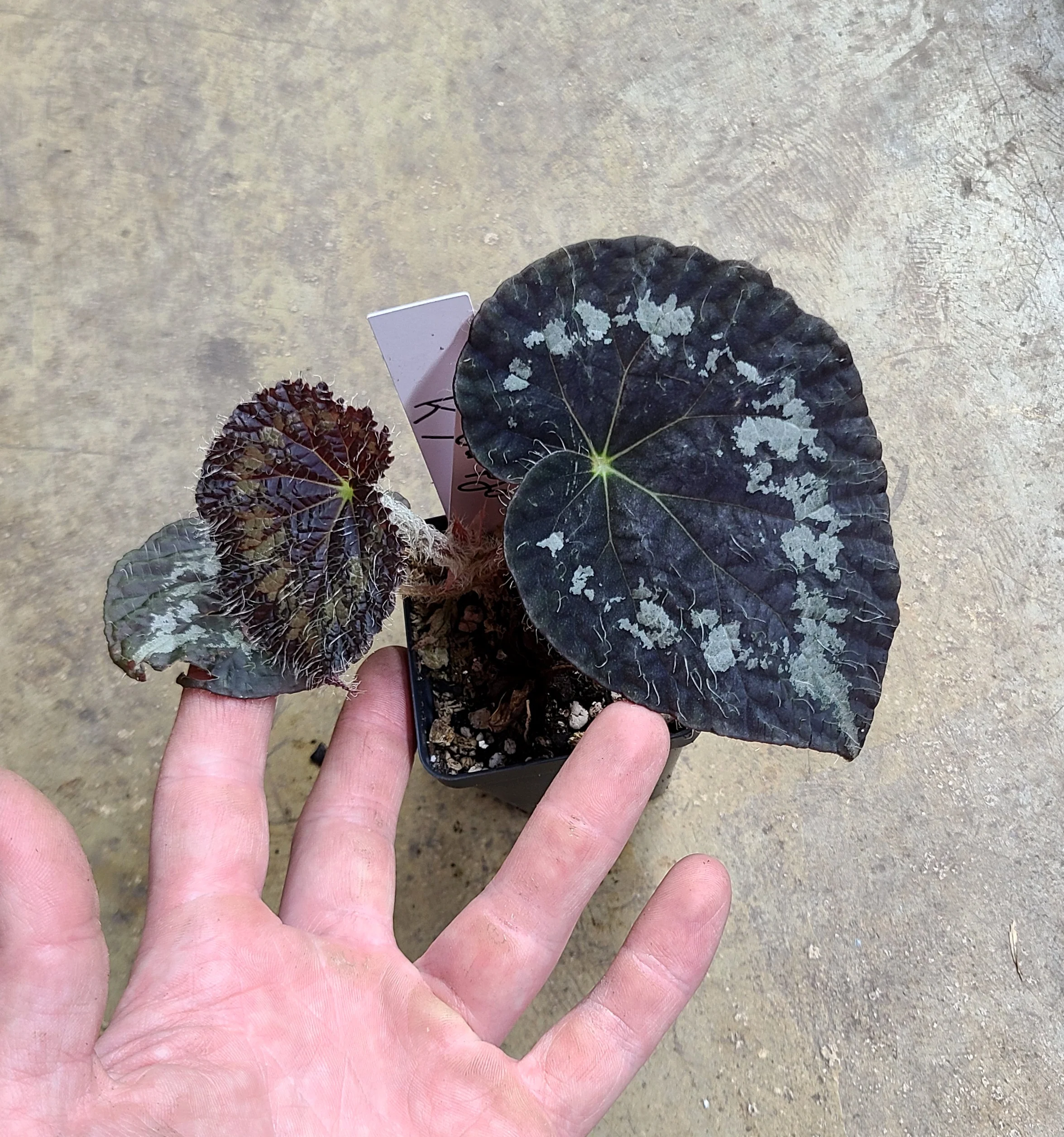Begonia Old Blue