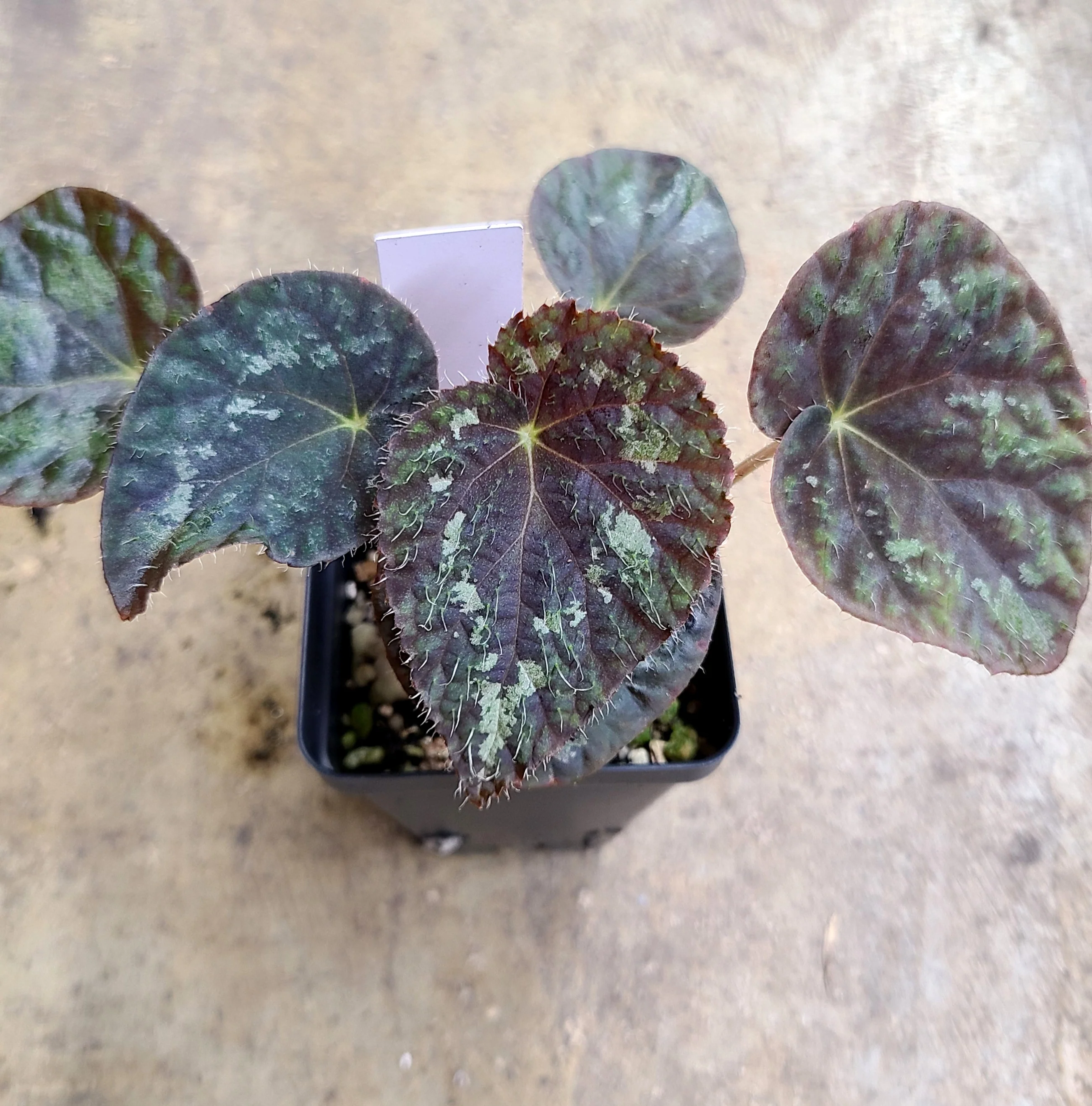 Begonia Old Blue - Image 2