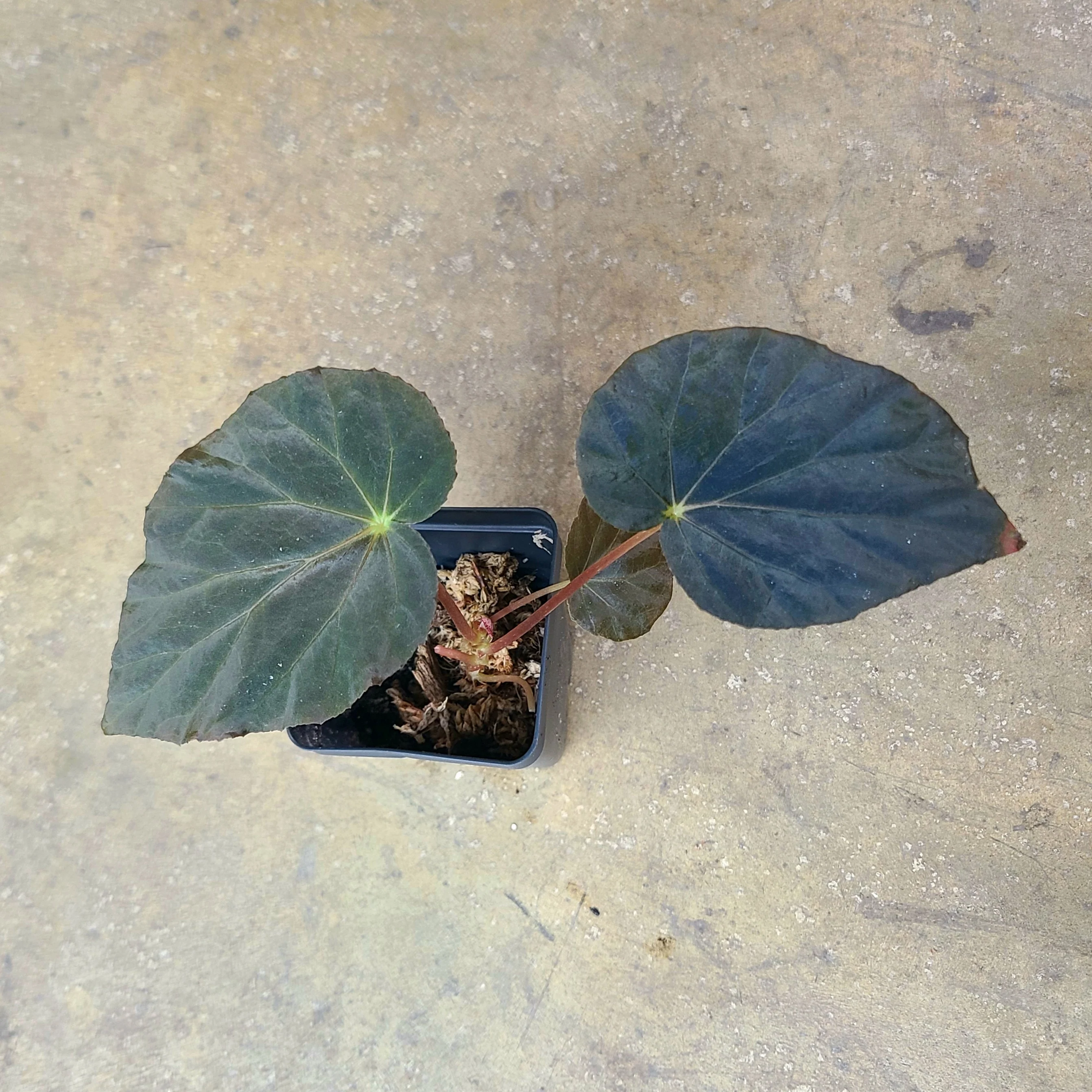 Begonia pavonina - Image 2