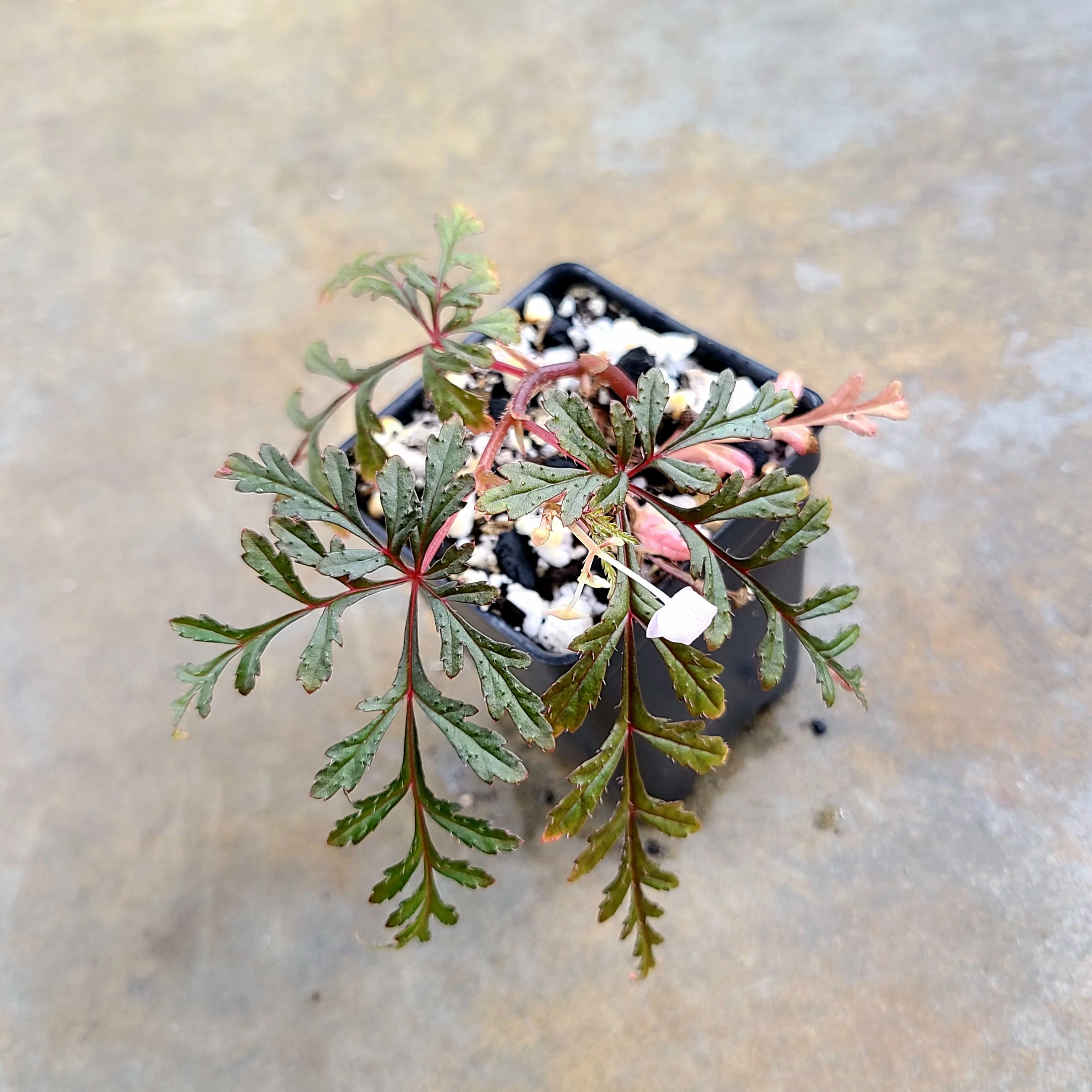 Begonia polliloensis